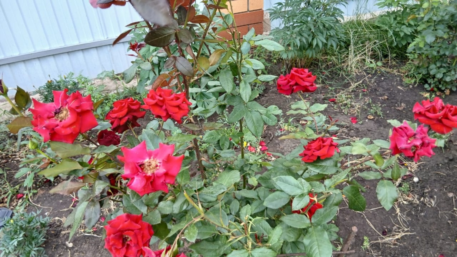 Сәскәләр теле