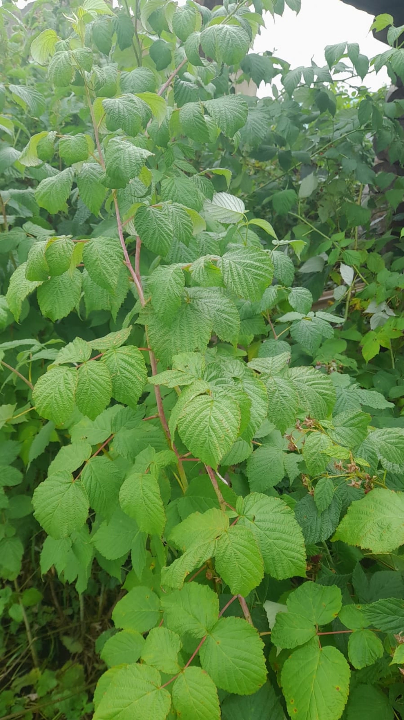 Хәҙер япрағын йыяйыҡ