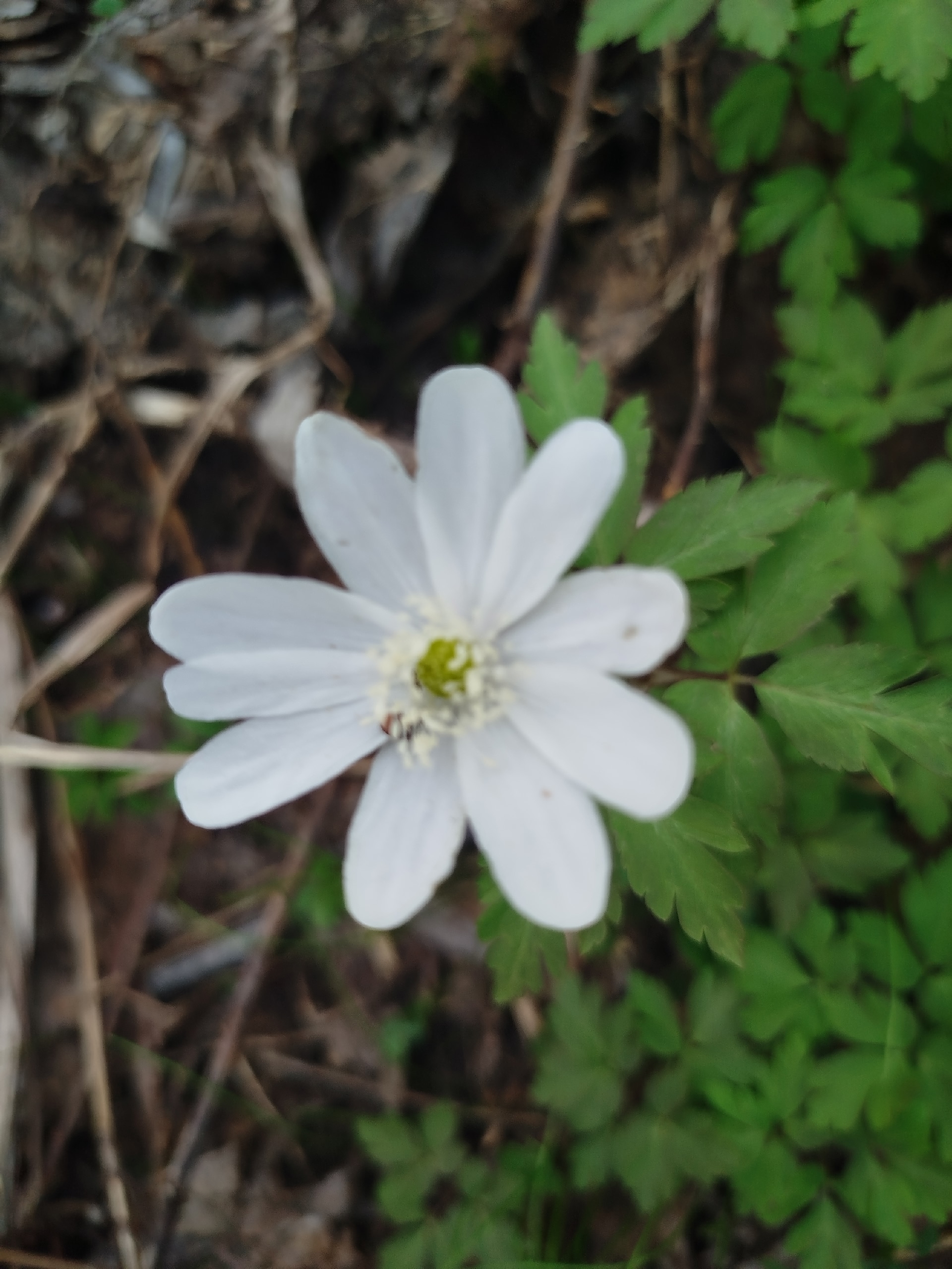 Апрель айына һынамыштар