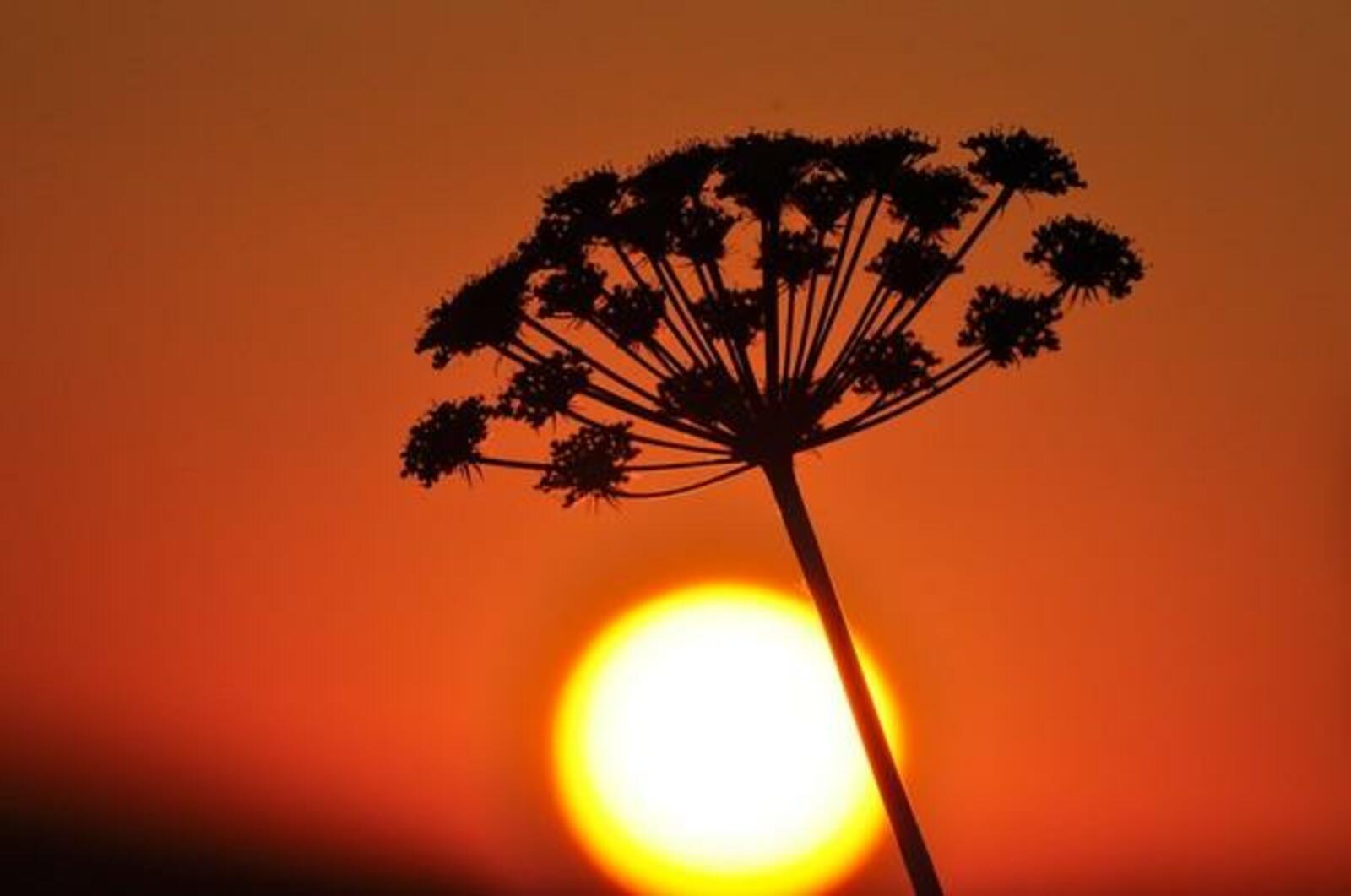 Ҡурай (шиғыр)