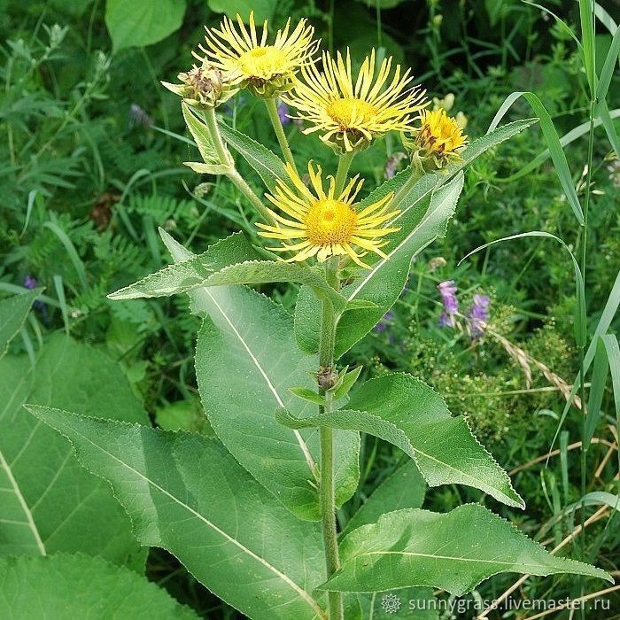 Үлән эскәс, файҙаһы булды...