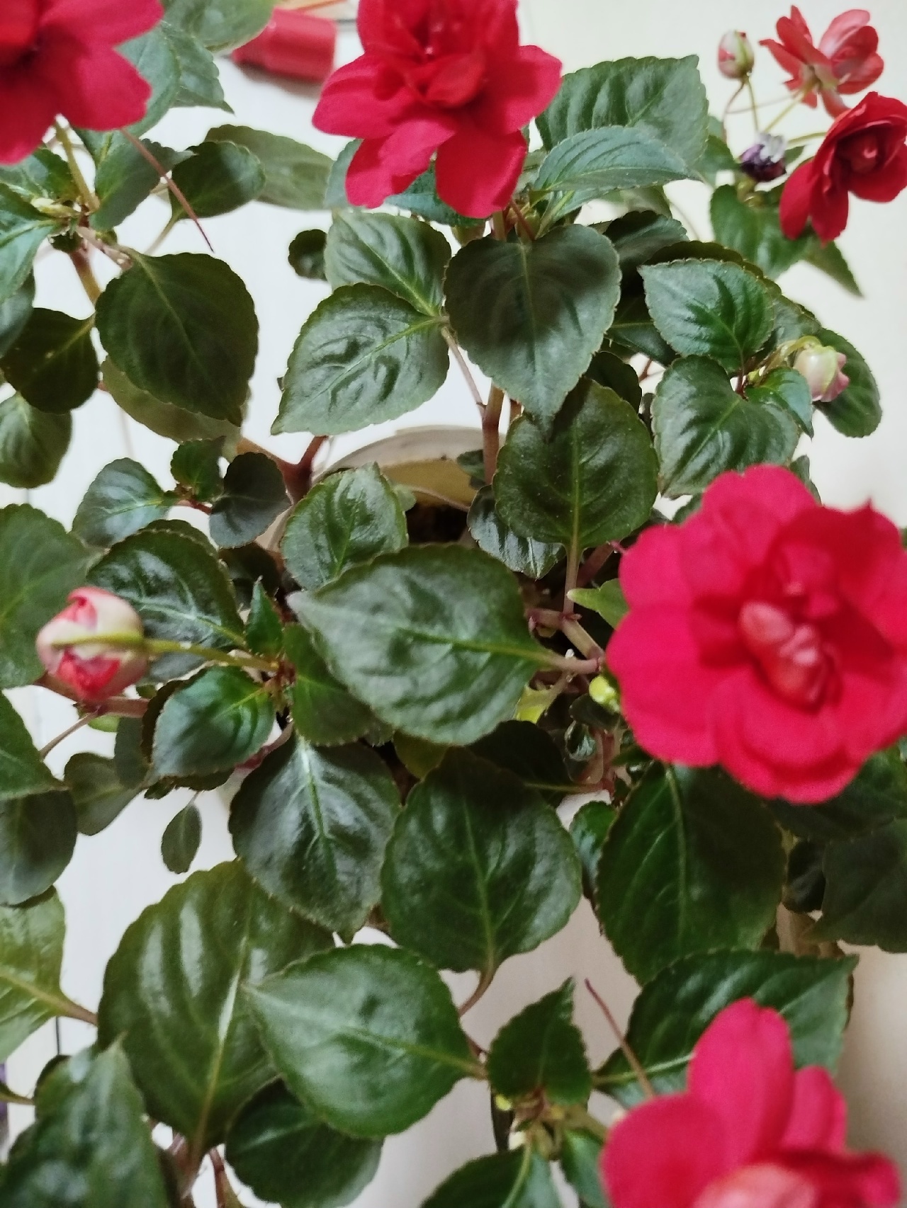 Гөлдәр ҙә татлыны ярата