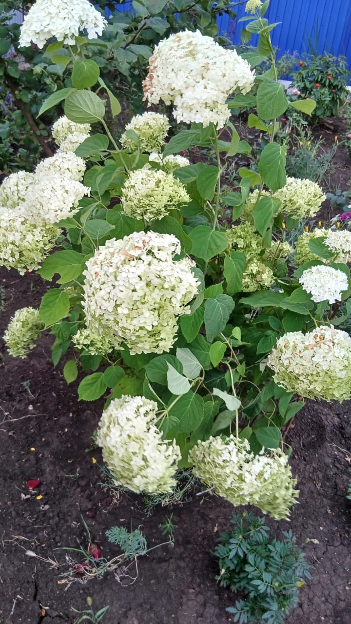 Сәскәләр теле