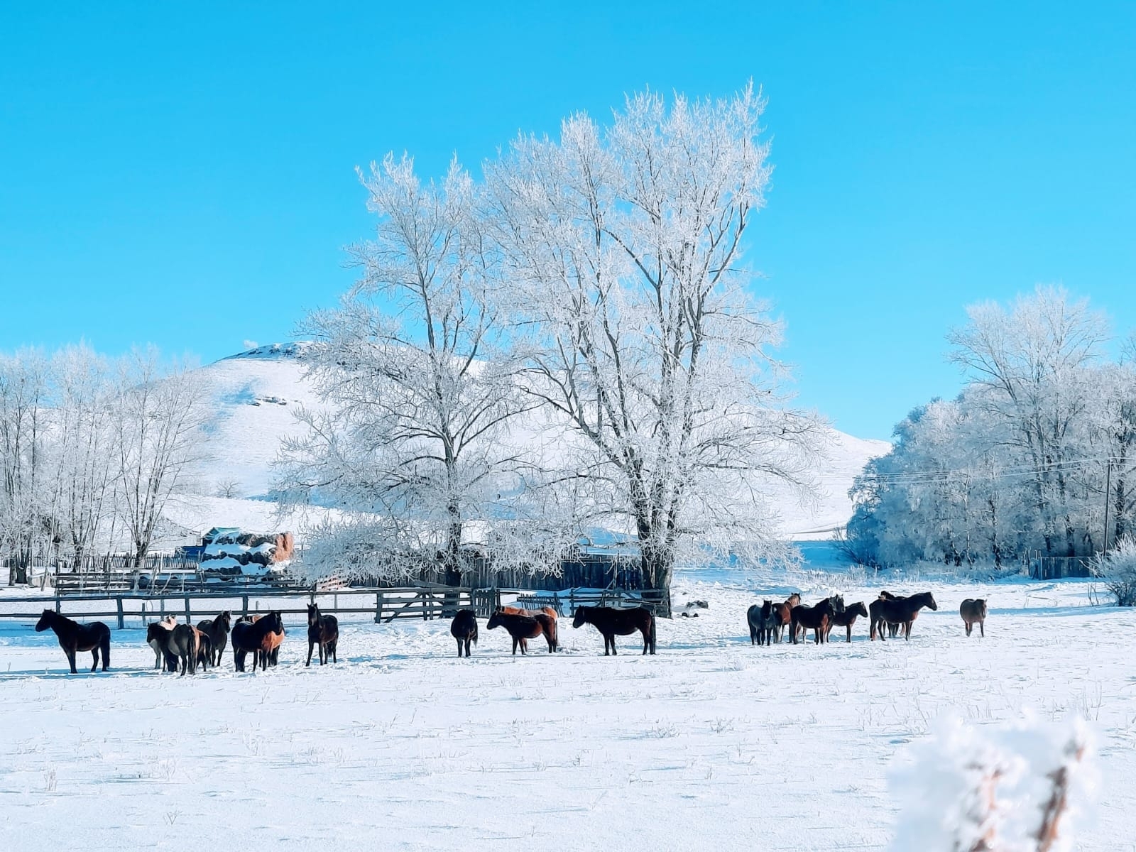 Йылҡы итенең файҙаһы нимәлә?