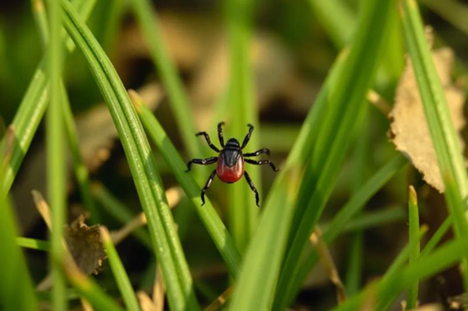 Талпандан һаҡланығыҙ