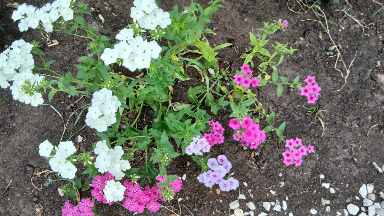 Сәскәләр теле