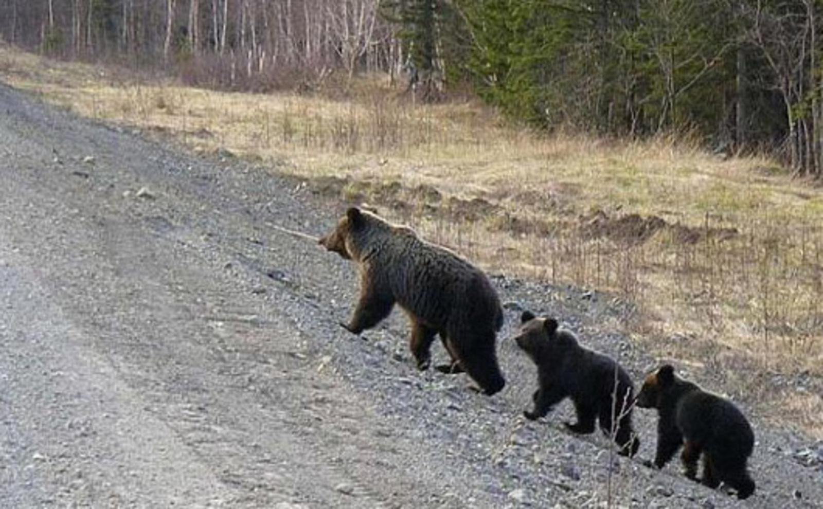 Ҡырағай хайуандар арта