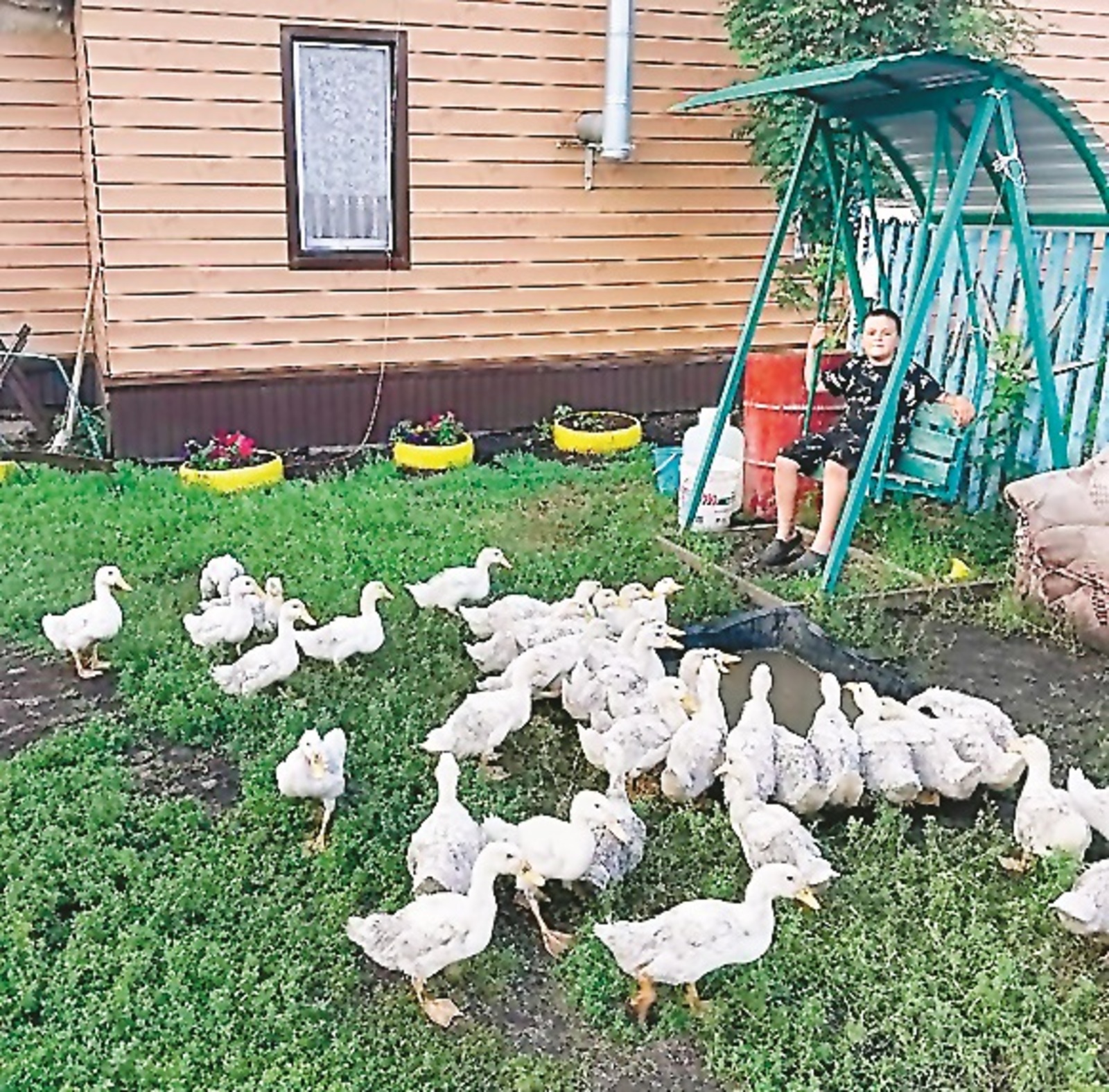 Себеш тә, быҙау ҙа ҡарай