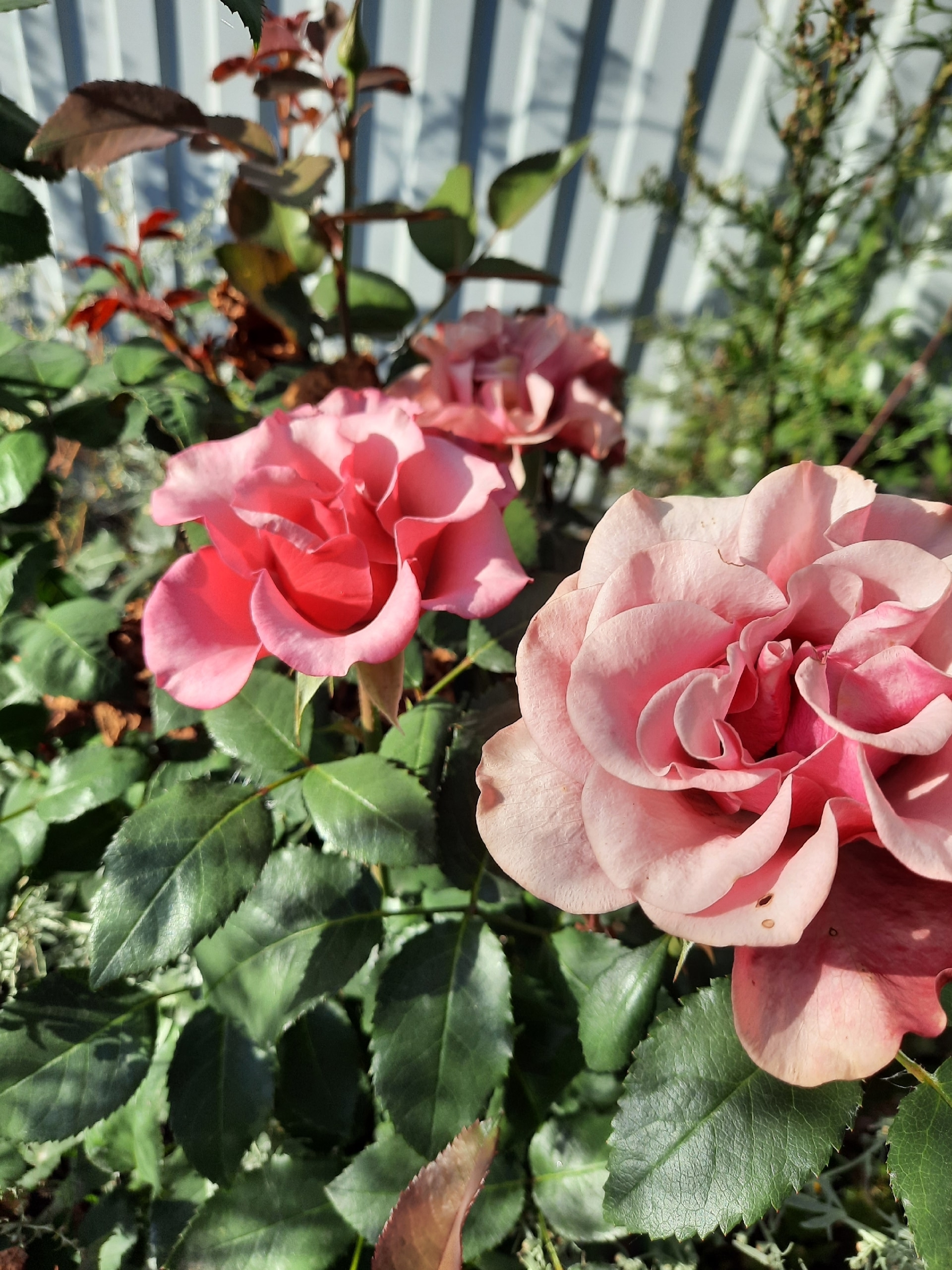 Баҡсамда - рауза сәскәләре