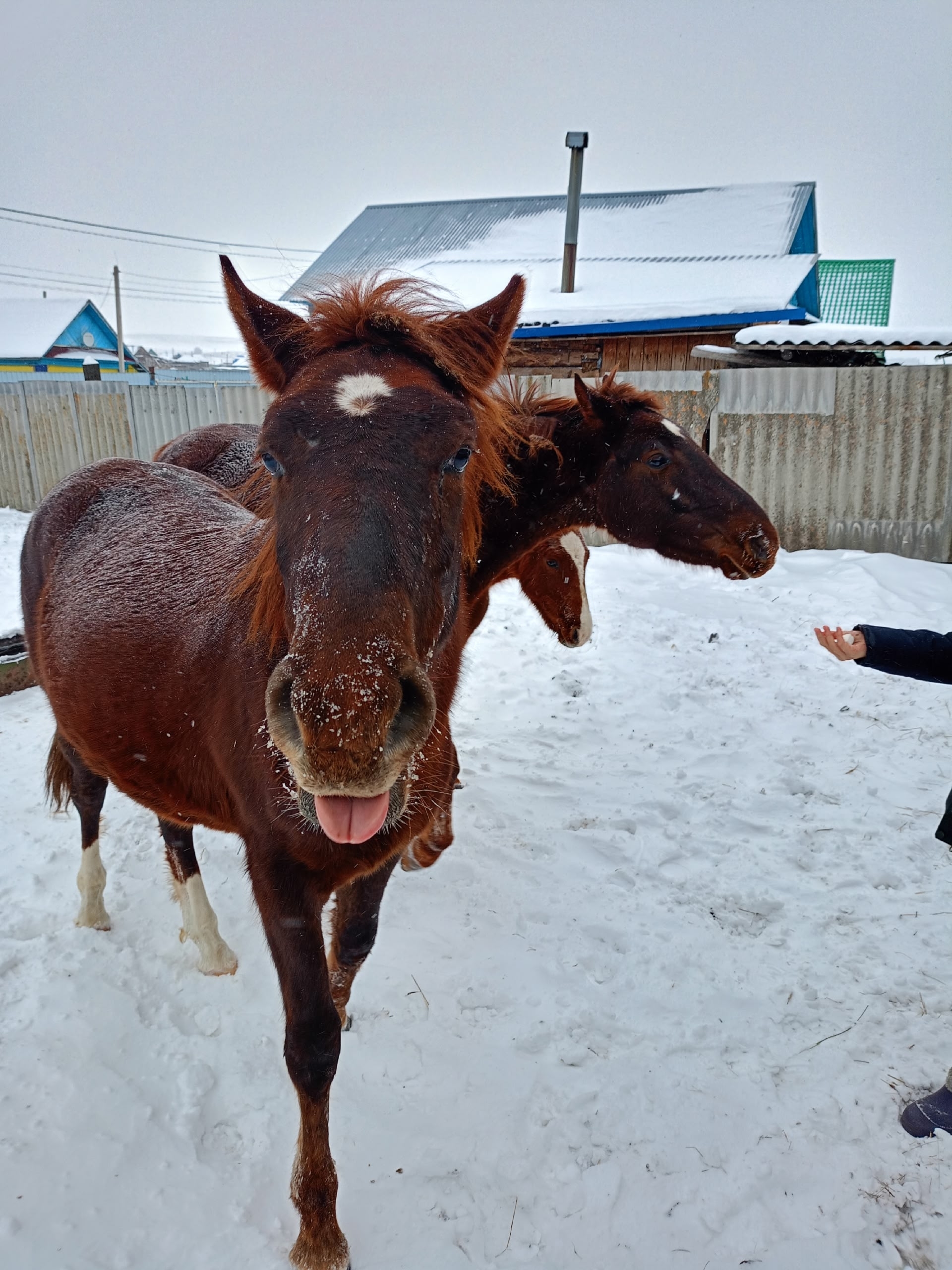 Ашағыҙ һеҙ, малҡайҙарым