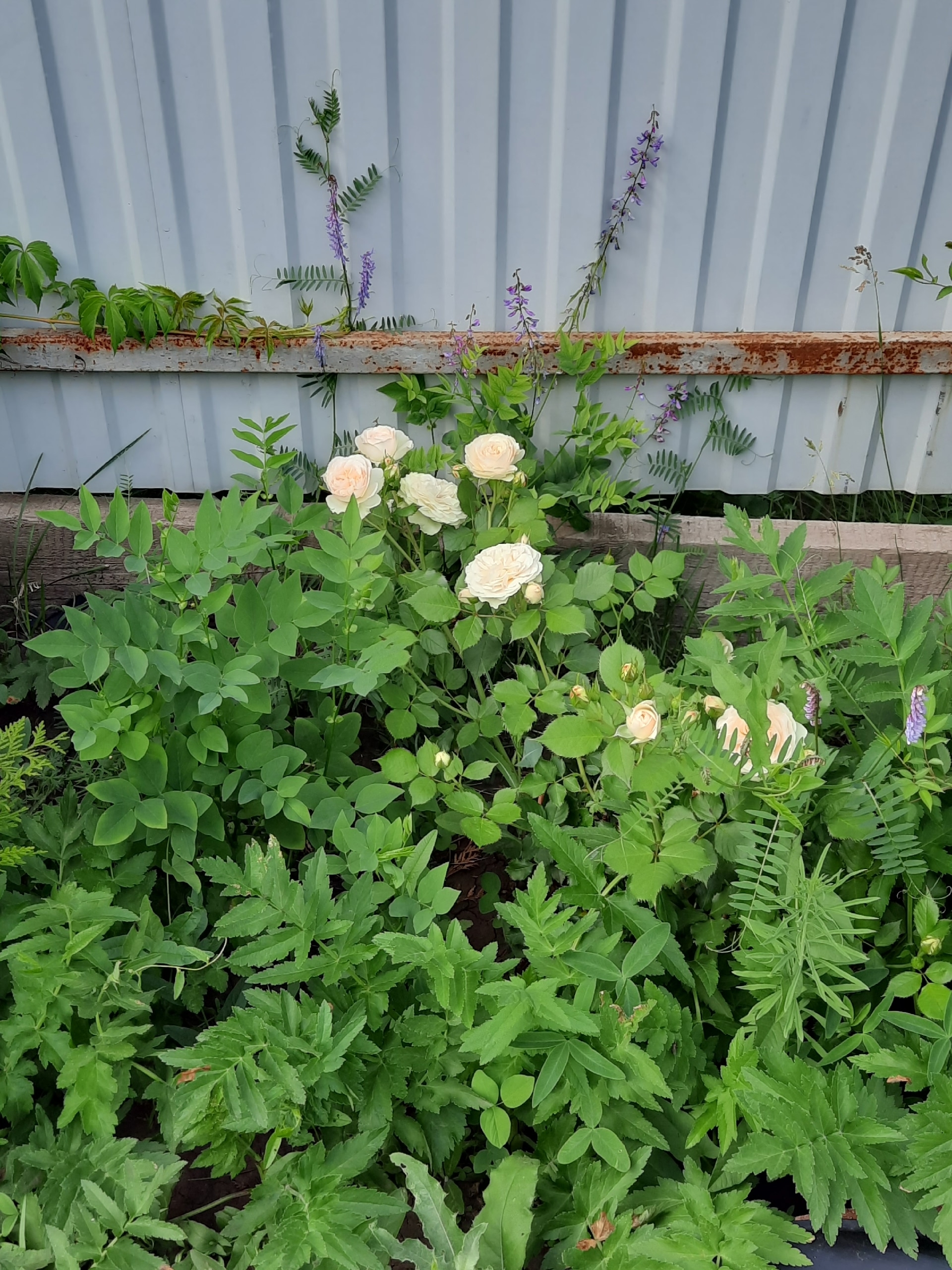 Баҡсамда - рауза сәскәләре