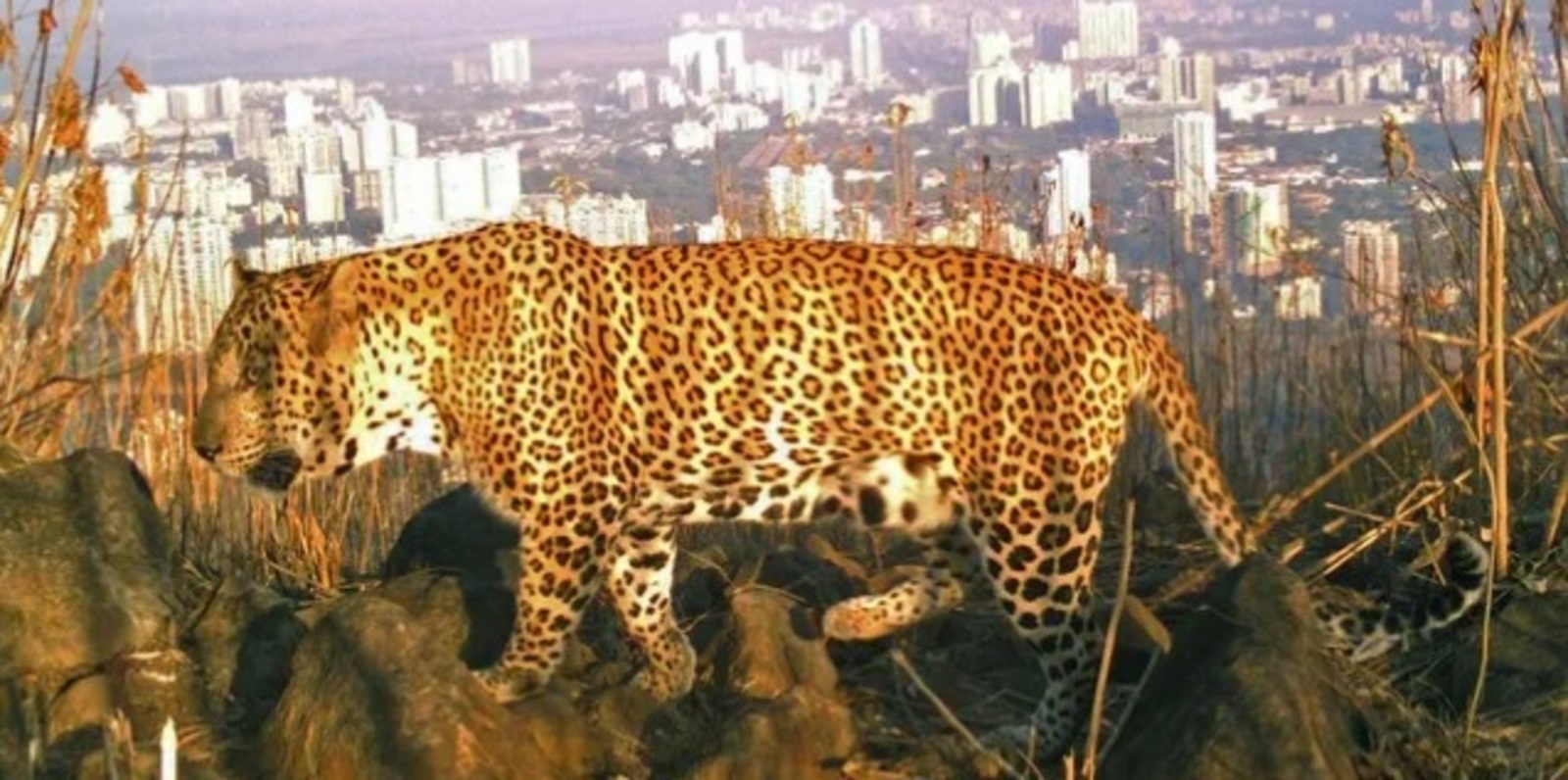 Леопард бәләһе