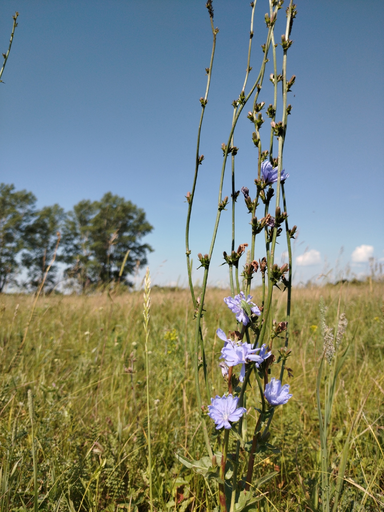 Биреле утар