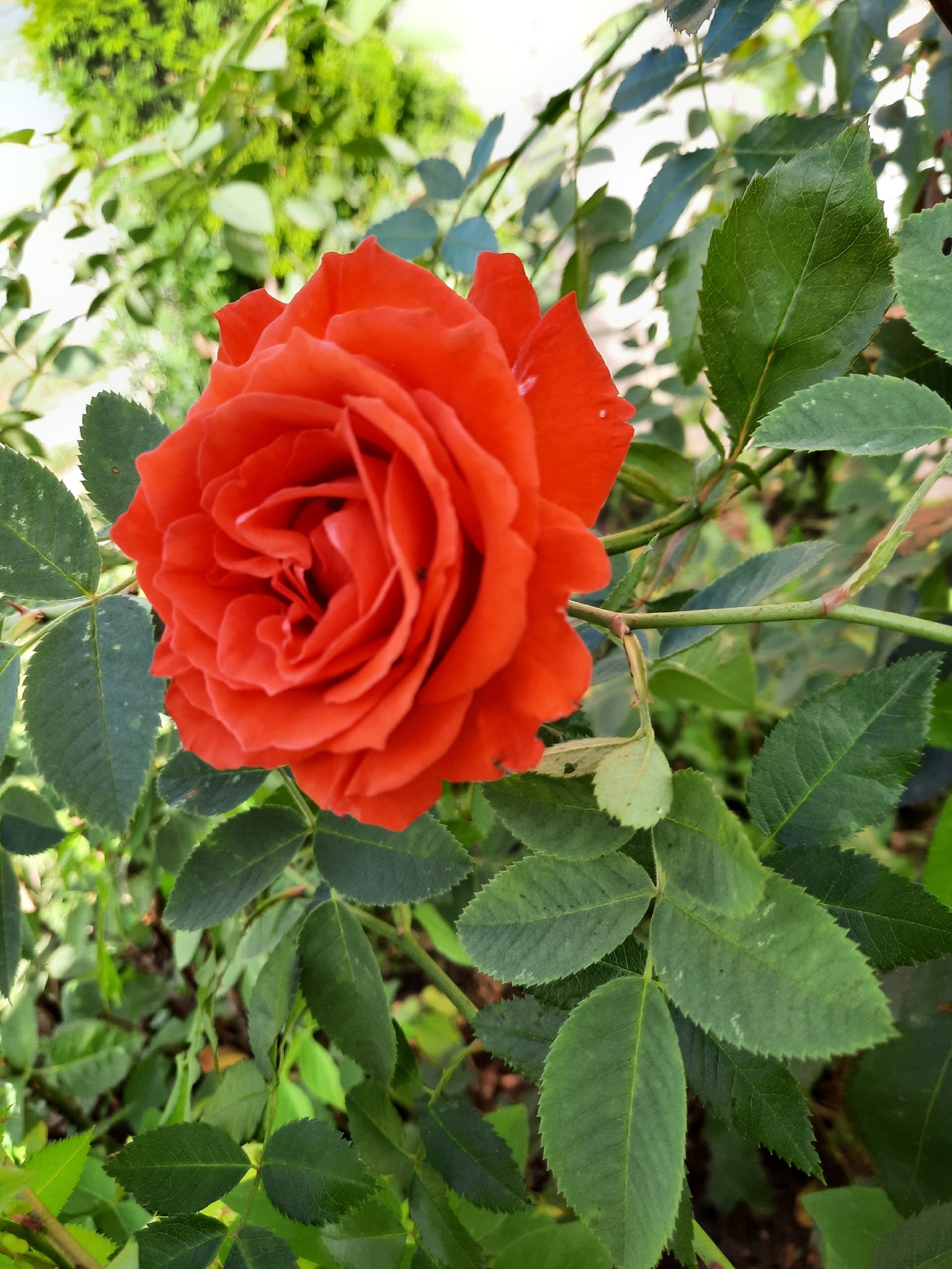 Баҡсамда - рауза сәскәләре