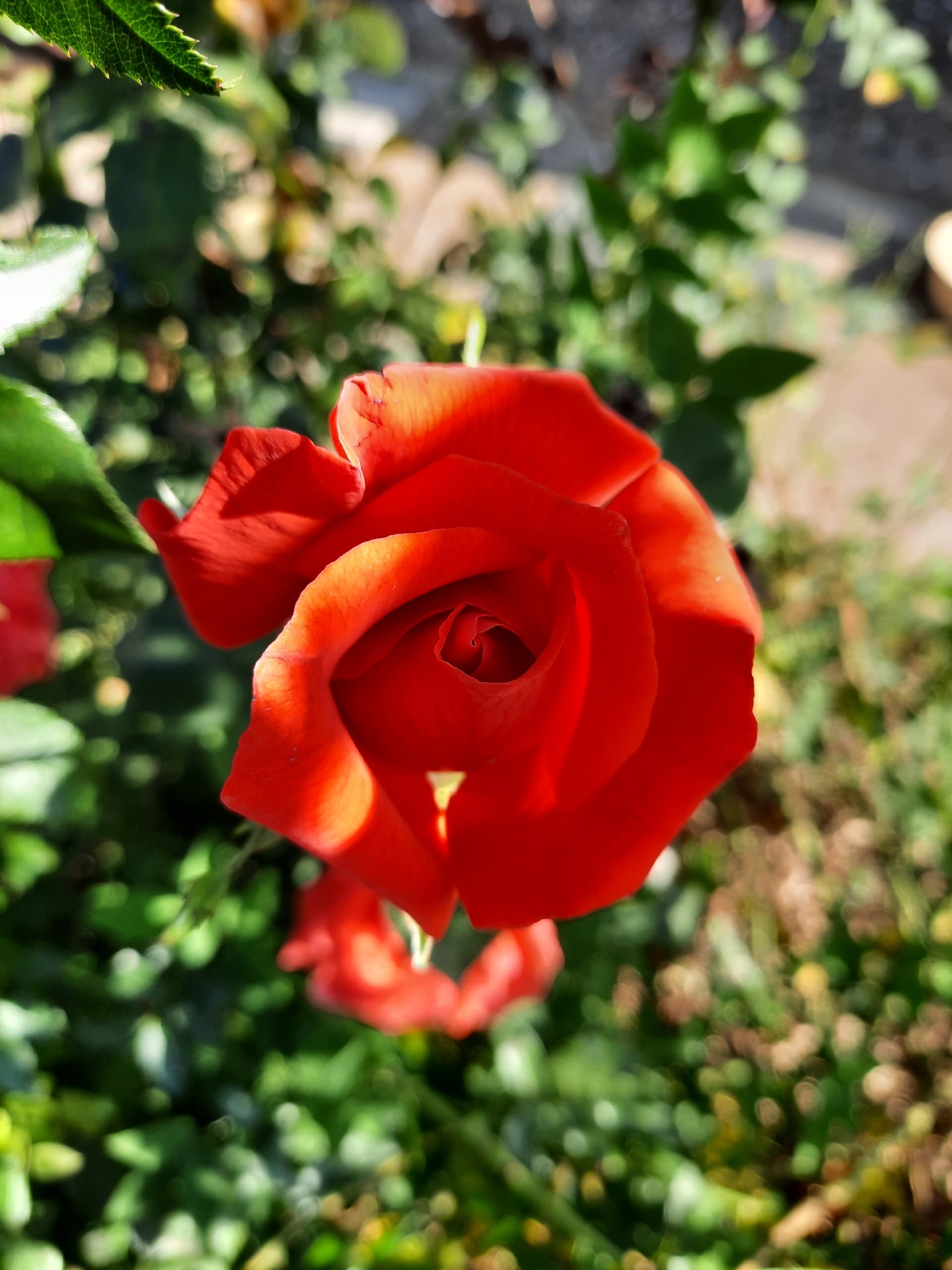 Баҡсамда - рауза сәскәләре