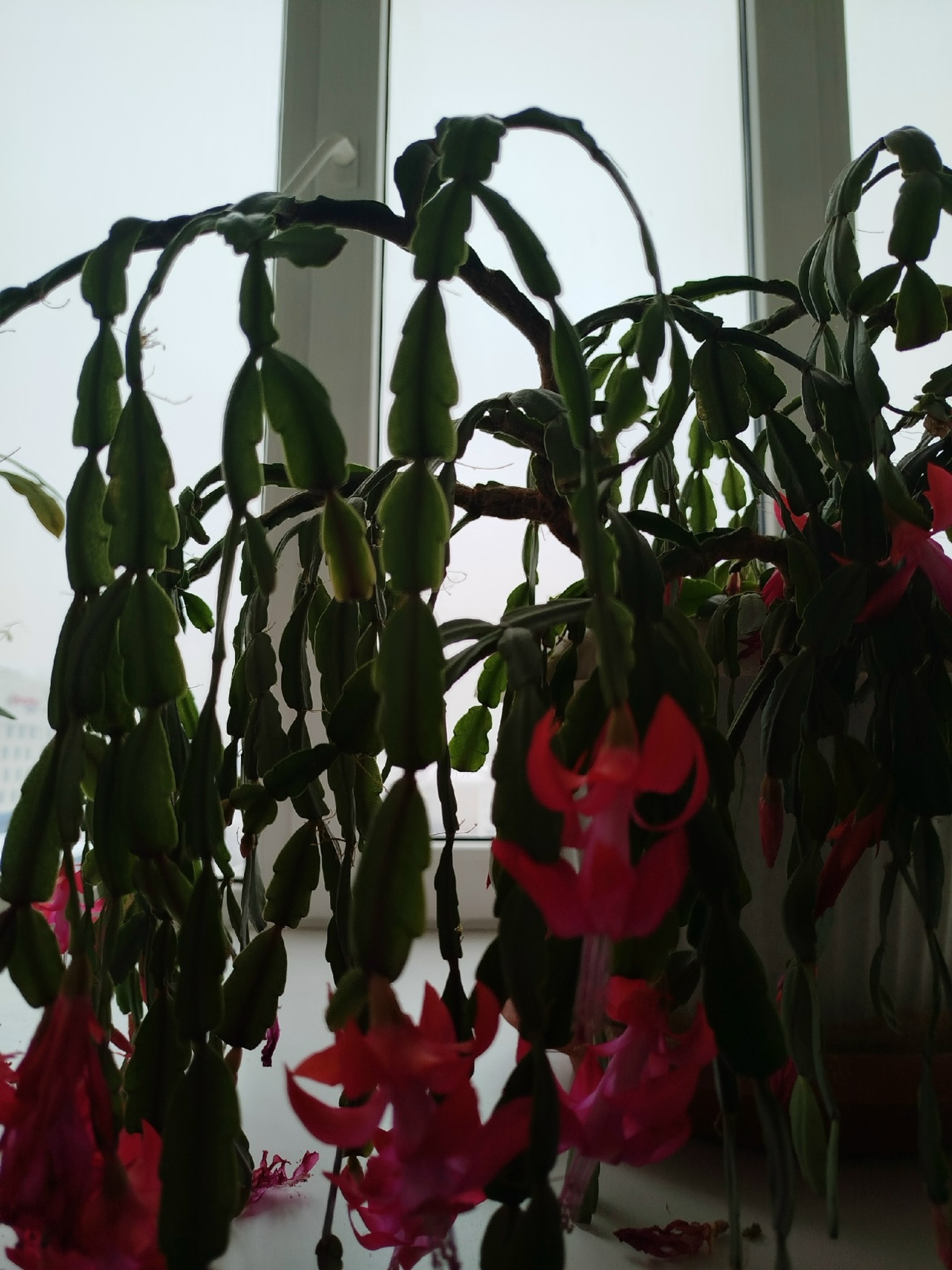 Гөлдәр ҙә татлыны ярата