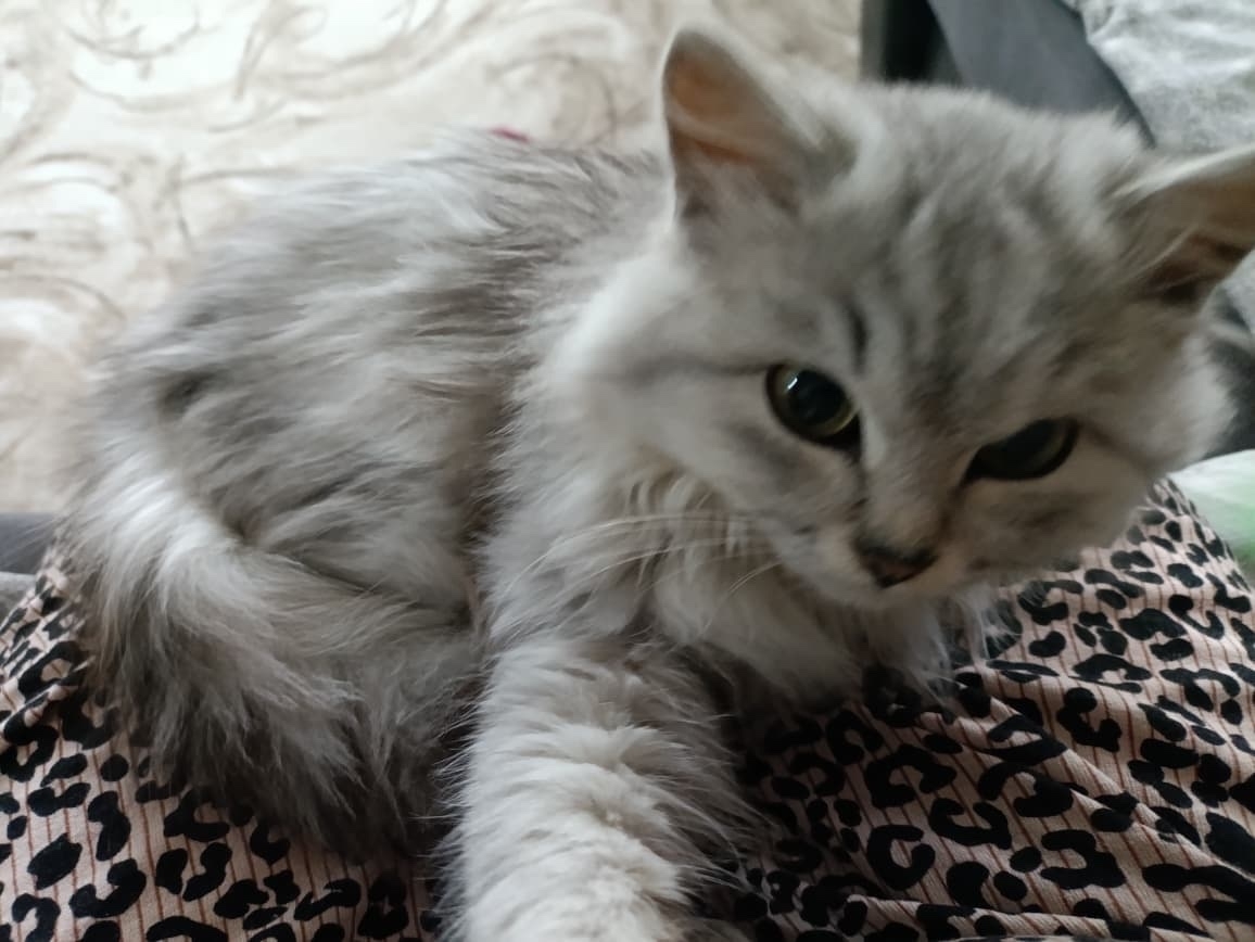 Гөлйөҙөм Күҫәкова. Бесәйем