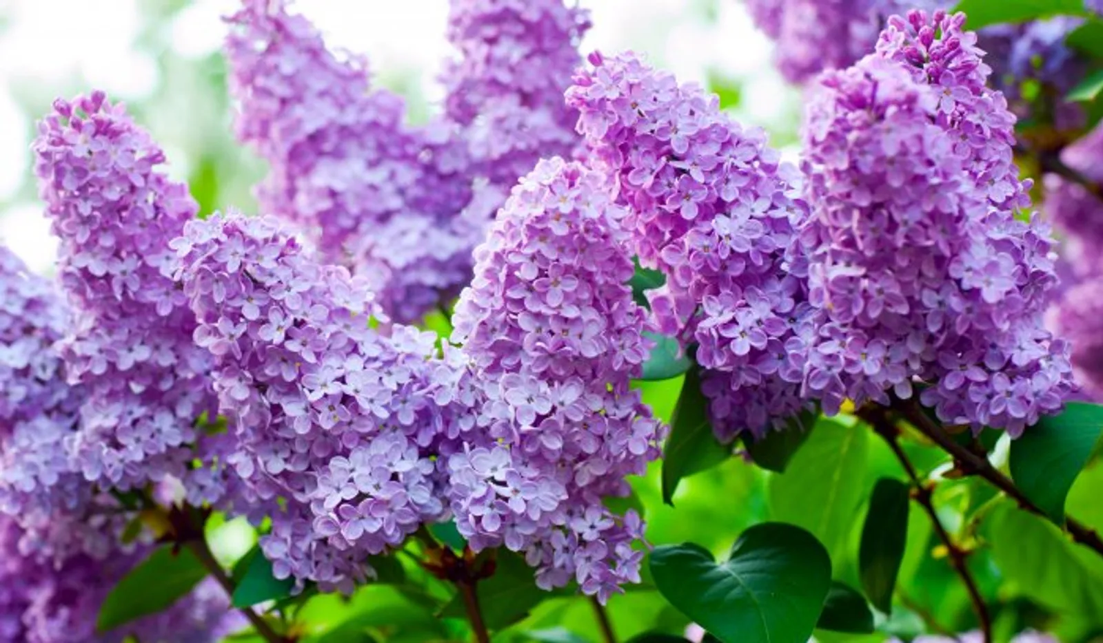 Сирень сәскәһенән төнәтмә
