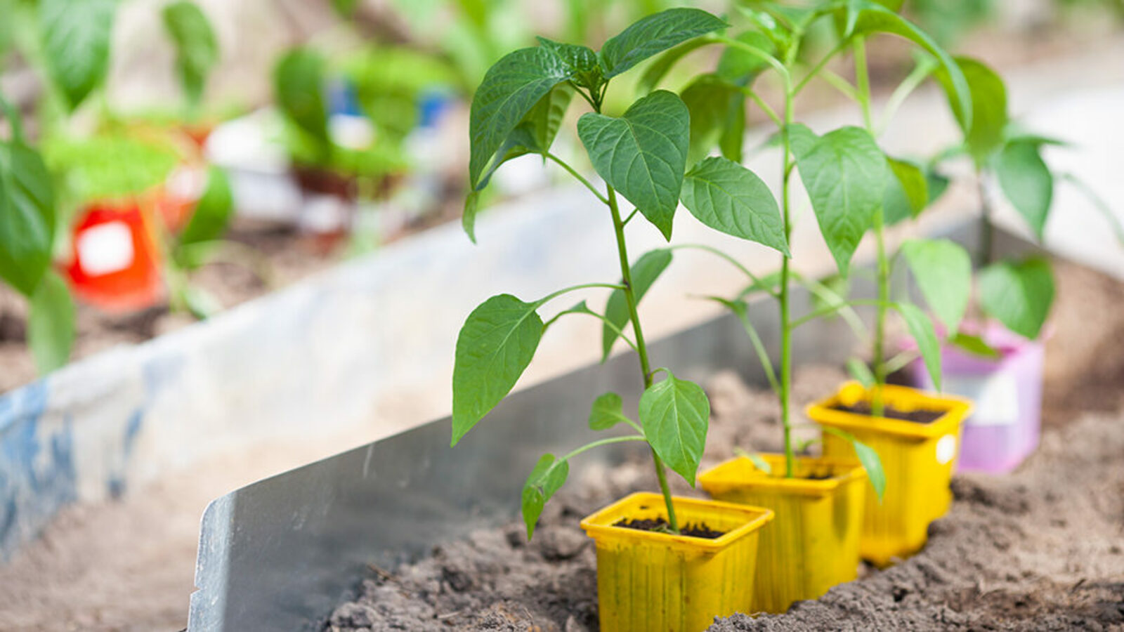 Йәш баҡсасыға кәңәштәр