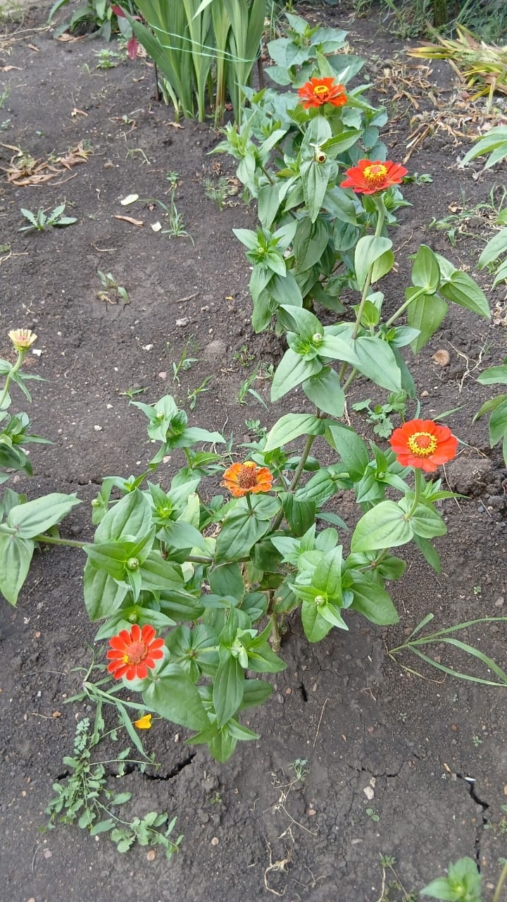 Сәскәләр теле