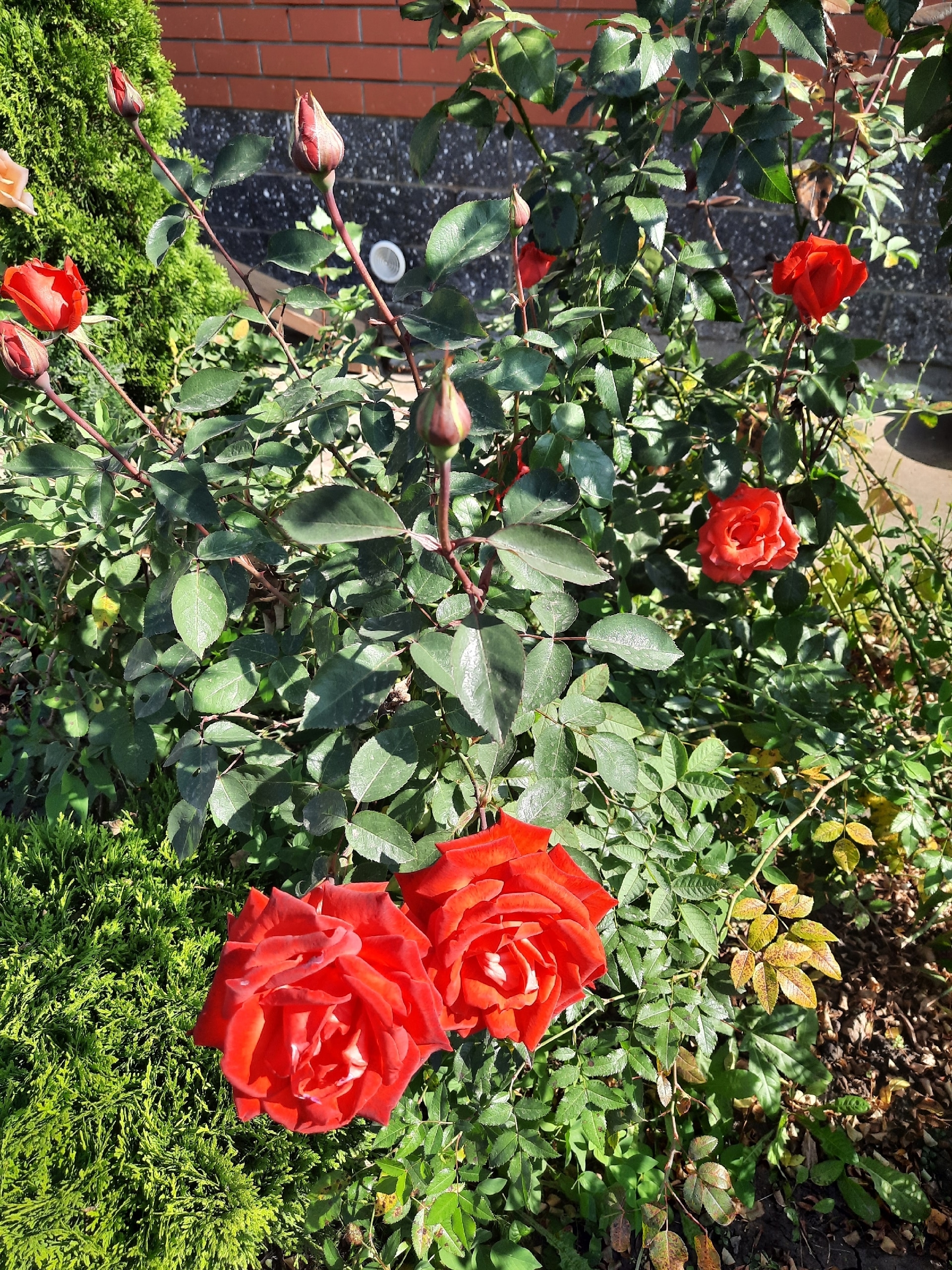 Баҡсамда - рауза сәскәләре