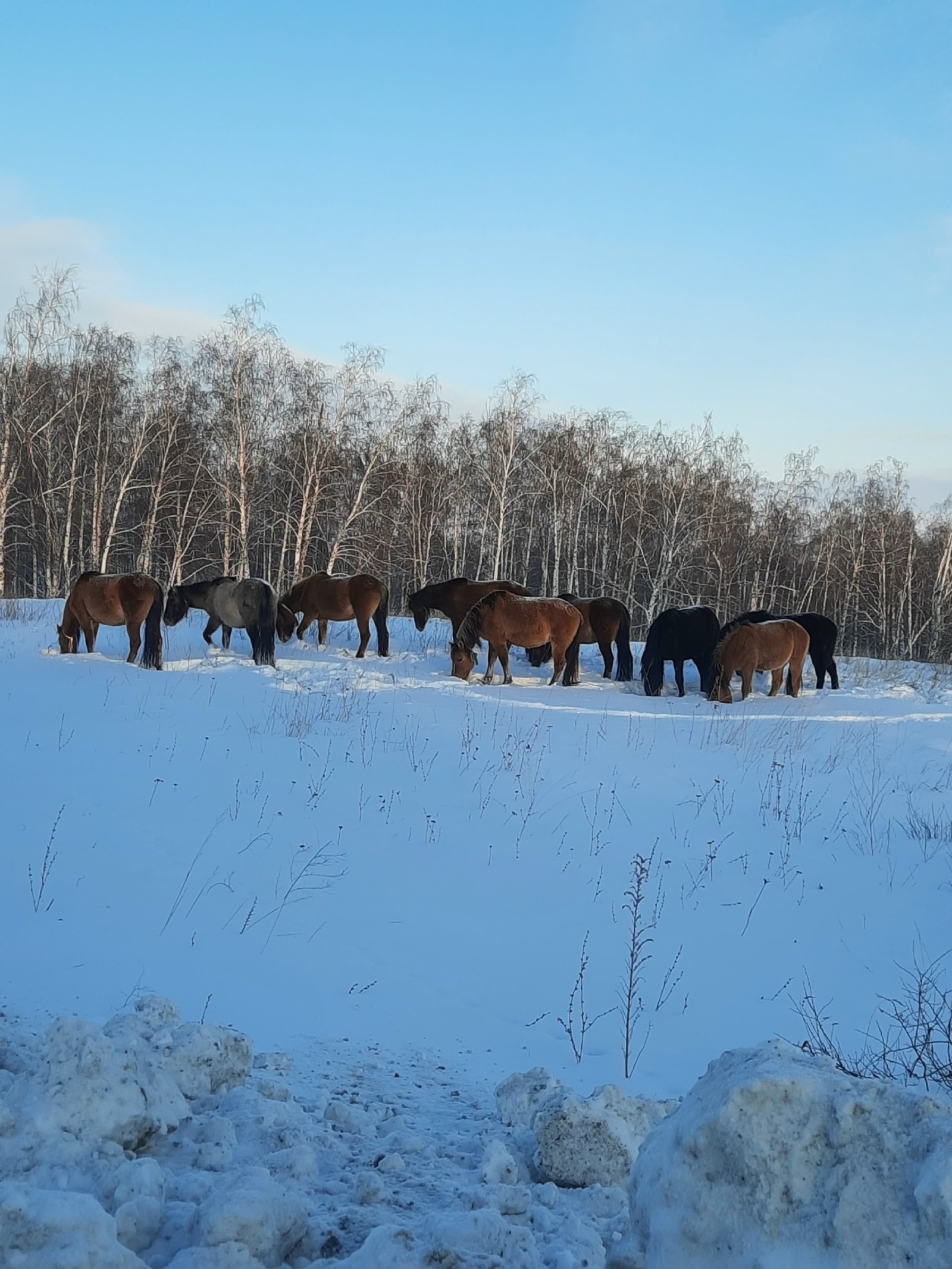 Йылы февраль һыуыҡ яҙ килтерә...