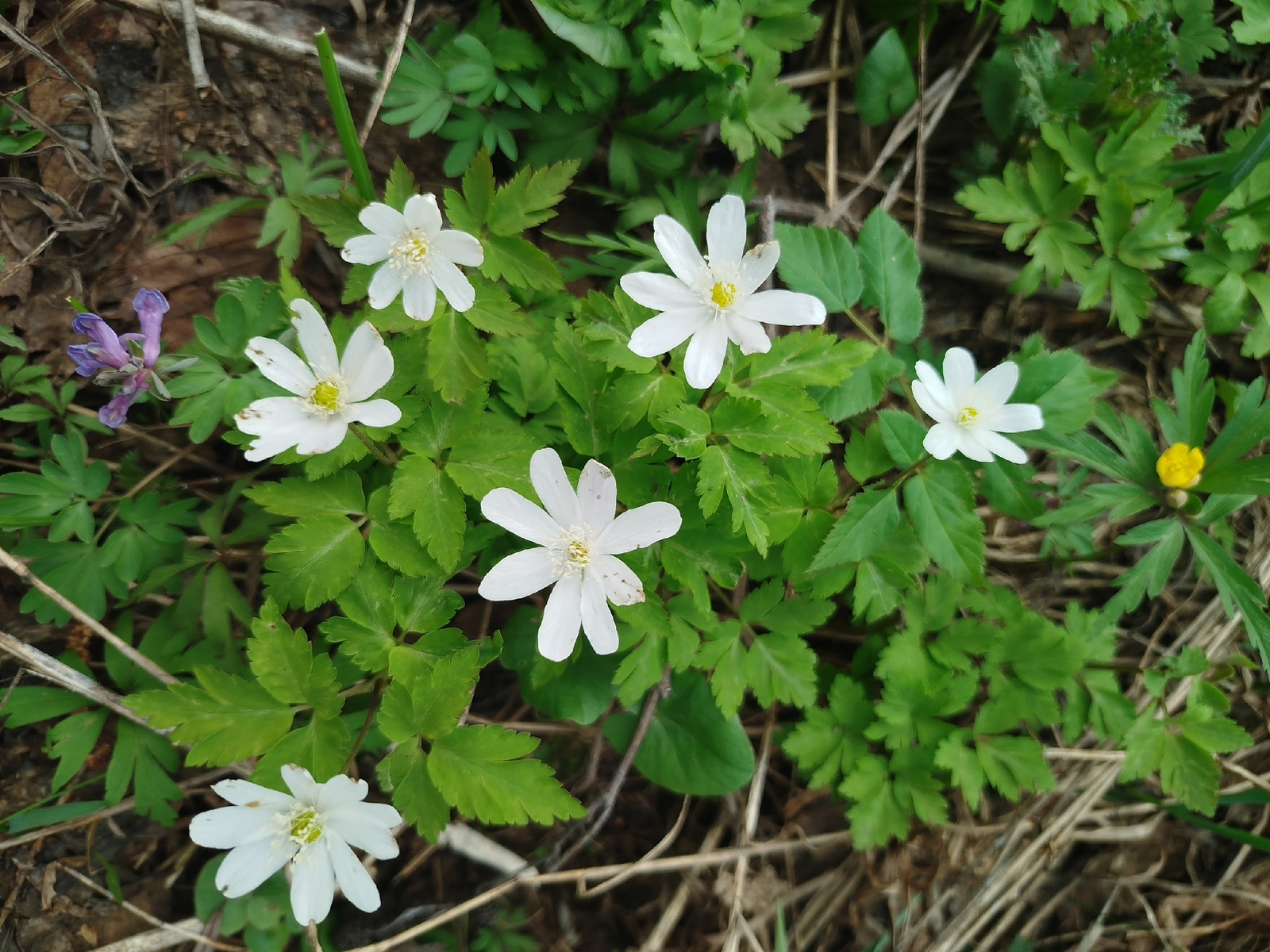 Апрель айына һынамыштар