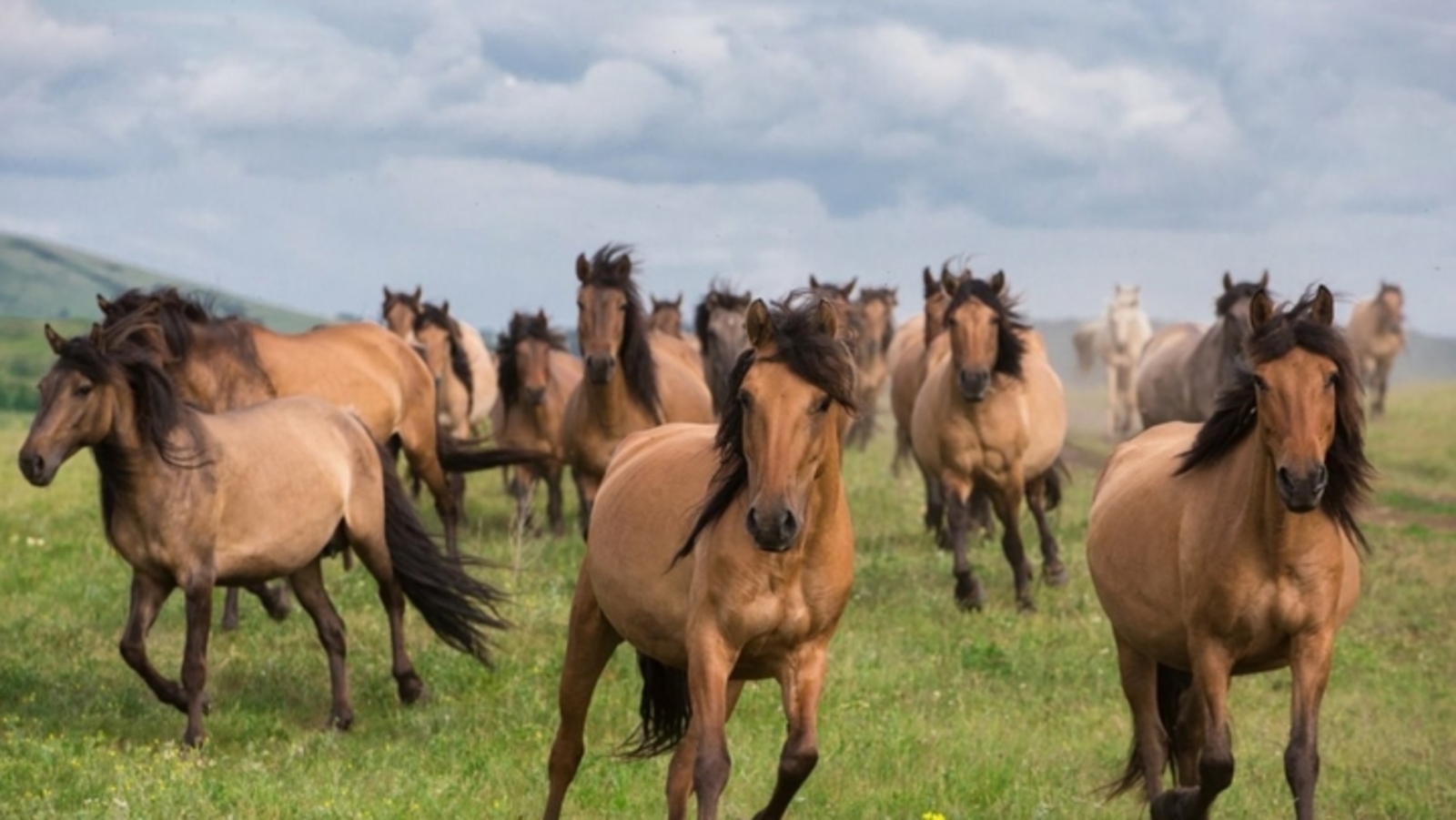 Башҡорт аты тураһында фильм ҡарағыҙ, дуҫтар