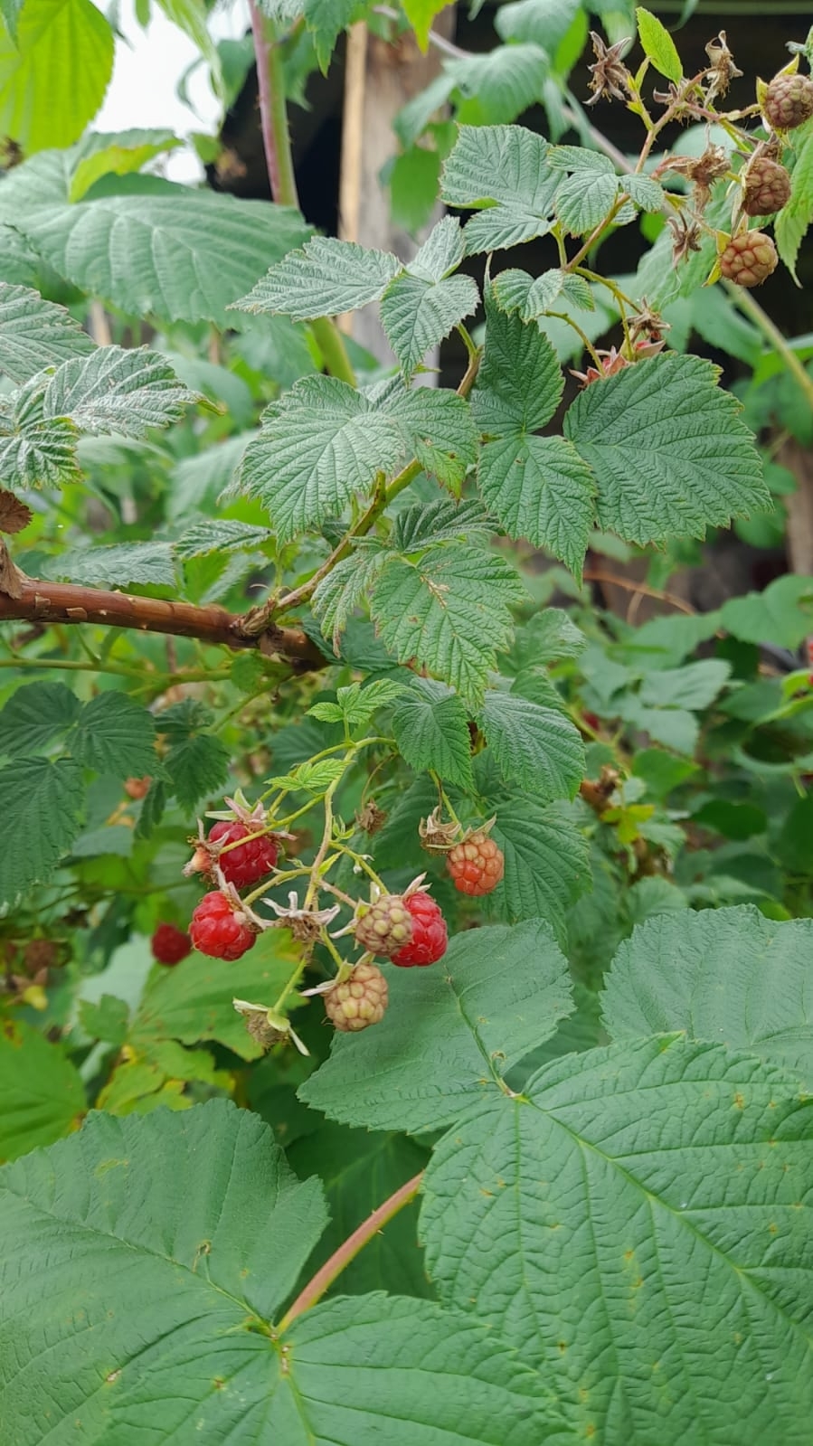 Хәҙер япрағын йыяйыҡ