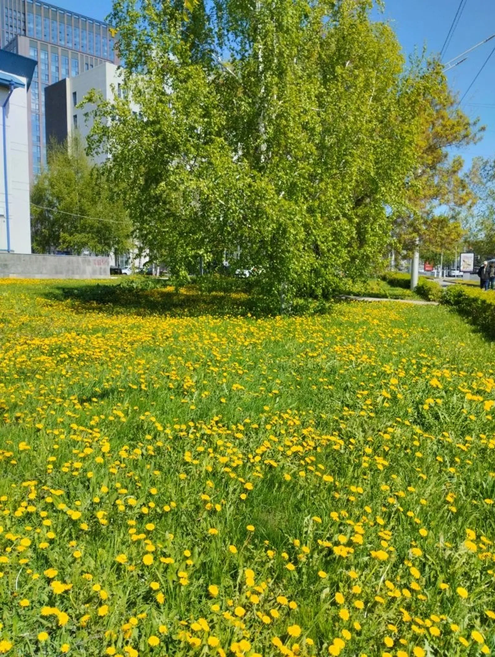 Көләс май