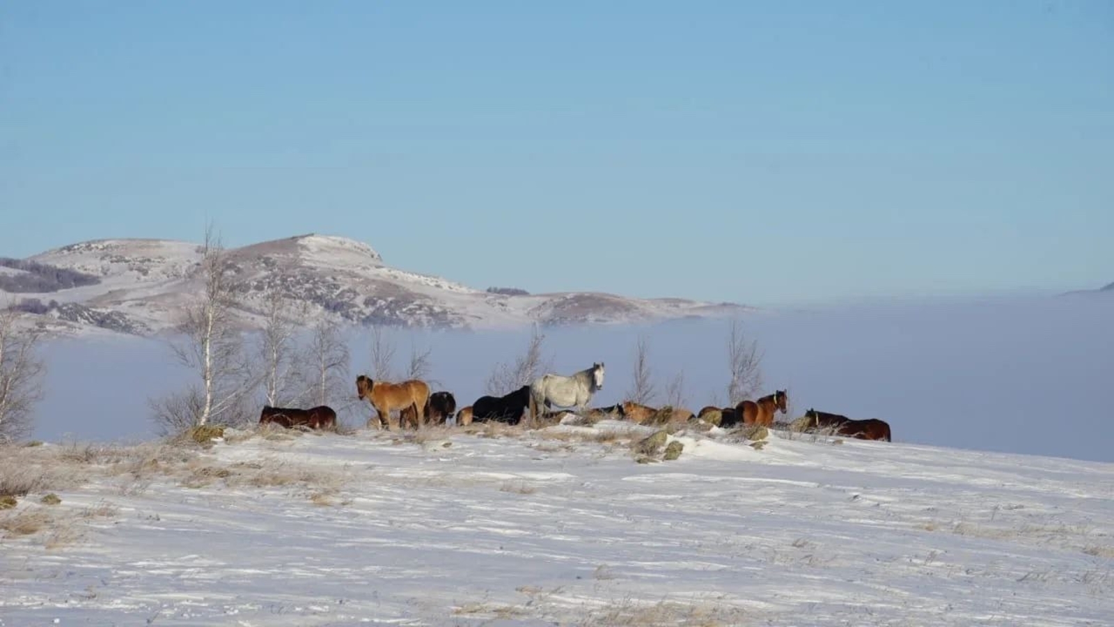 Аттар йәшенә ҡарап нисек атала?