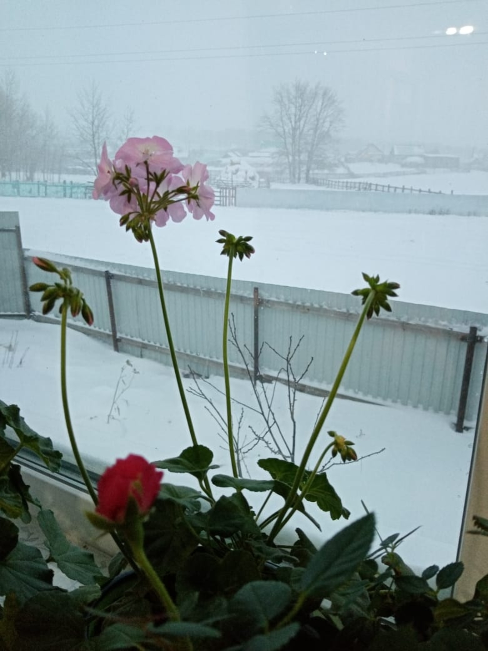 Ҡыштың бер көнө