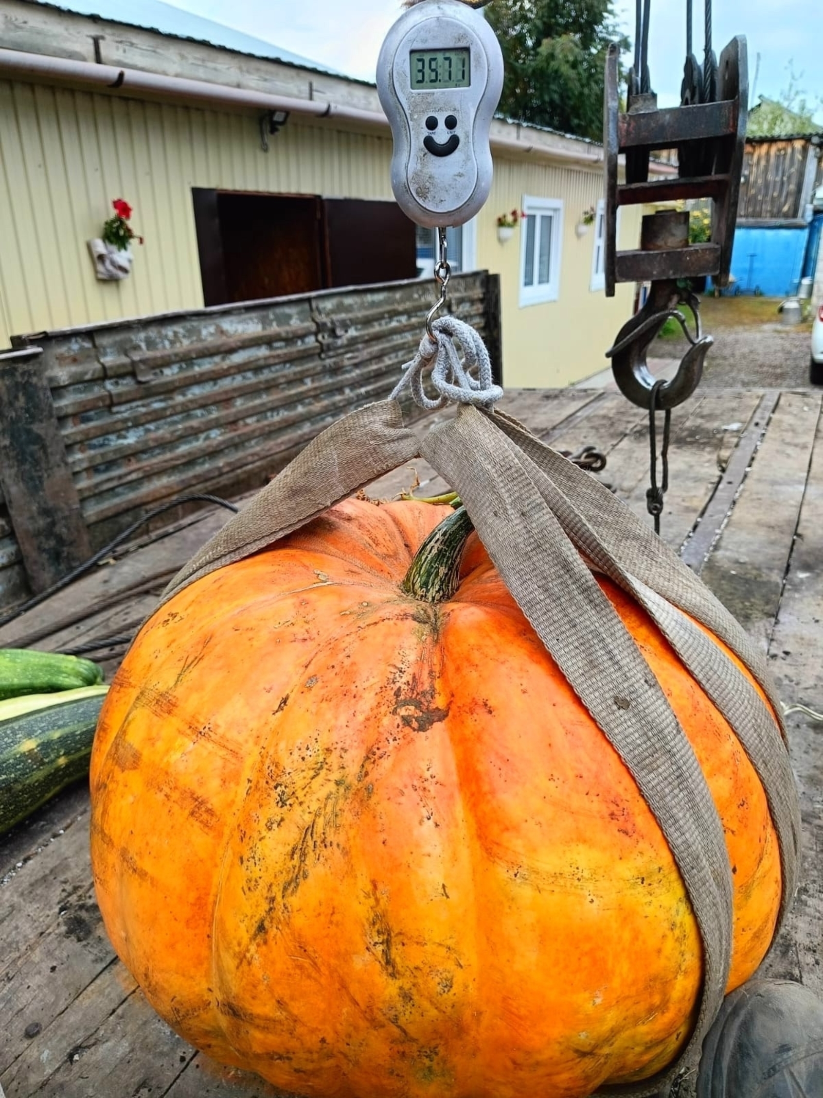 Ҙур булып үҫкән ҡабаҡ күргәнегеҙ бармы?