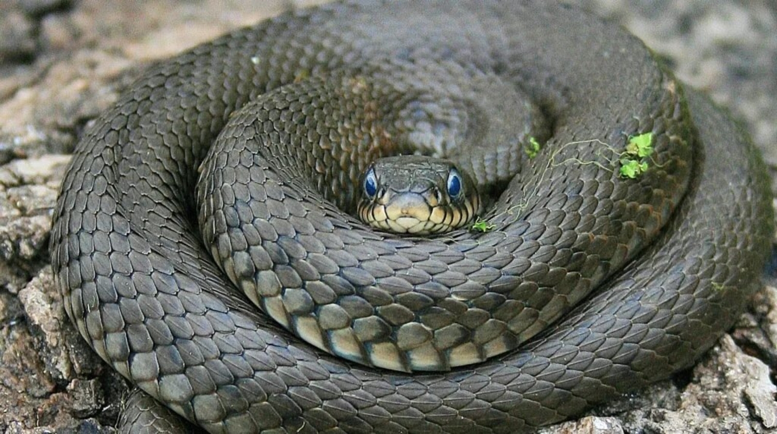 Йыландан һаҡланығыҙ