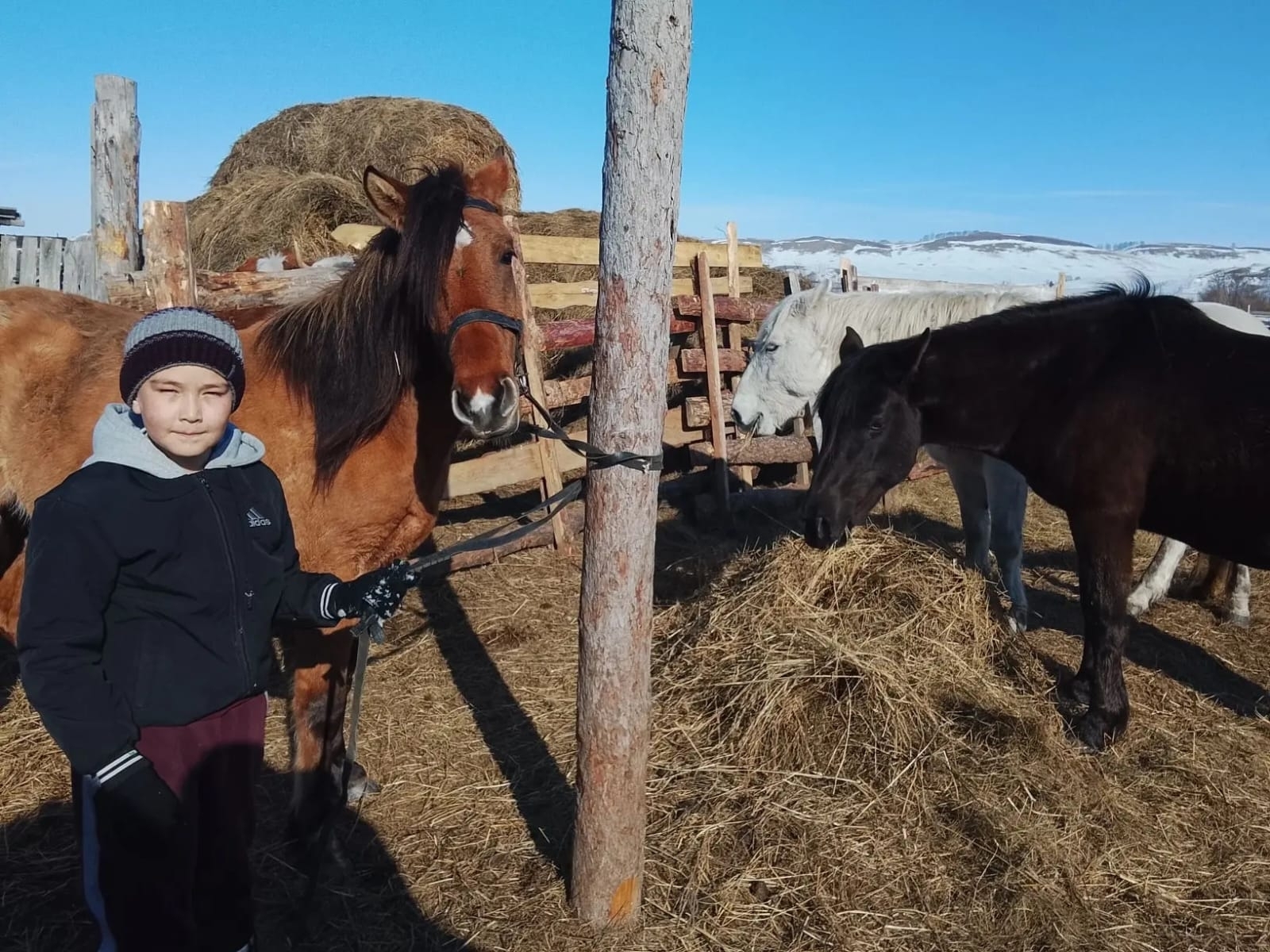 Баязит малдар ҡараша