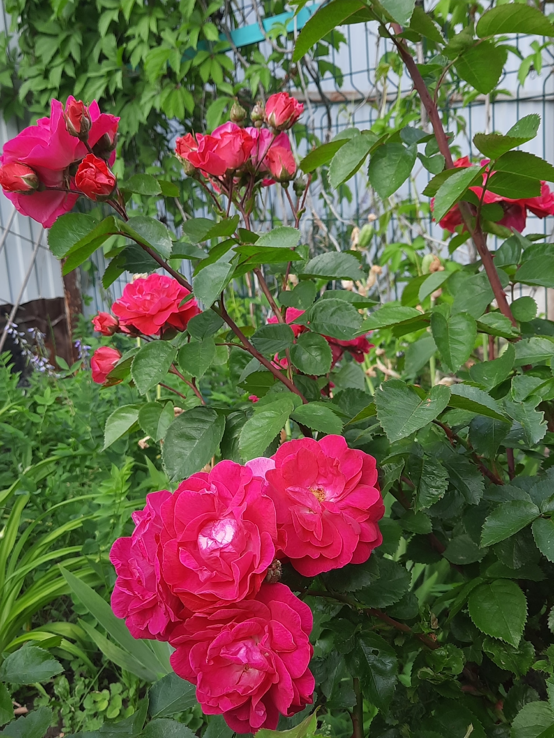 Баҡсамда - рауза сәскәләре