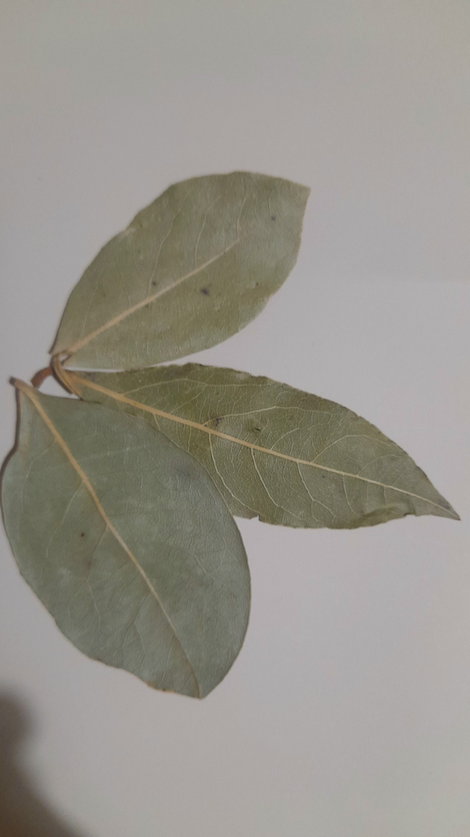 Лавр япрағының файҙаһын беләһегеҙме?