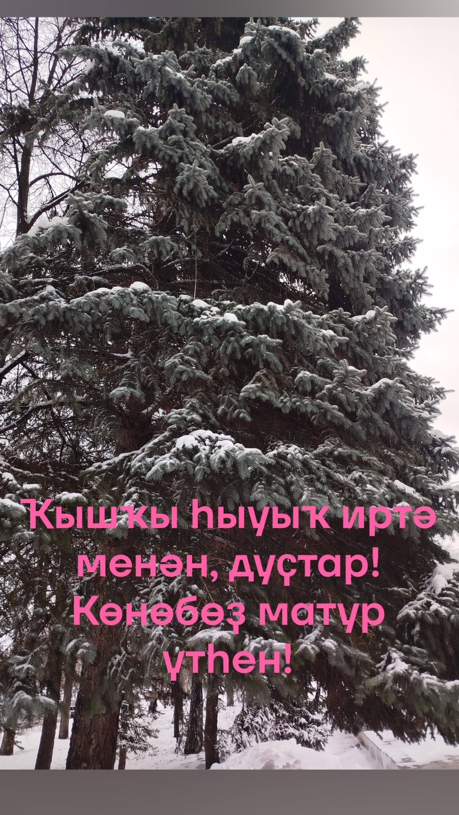 Ҡар бөртөгө (Әнисә Таһирова.)
