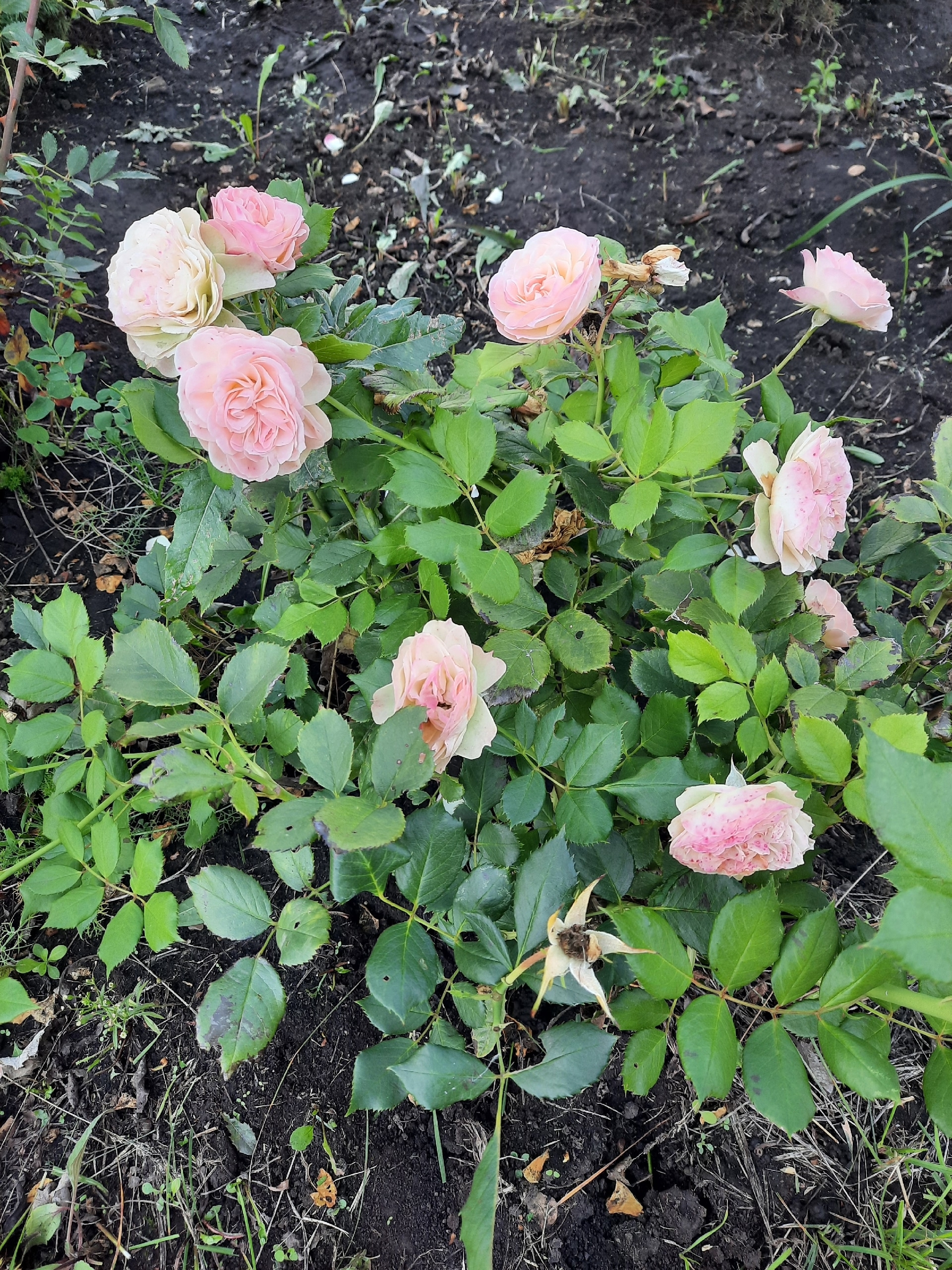 Баҡсамда - рауза сәскәләре