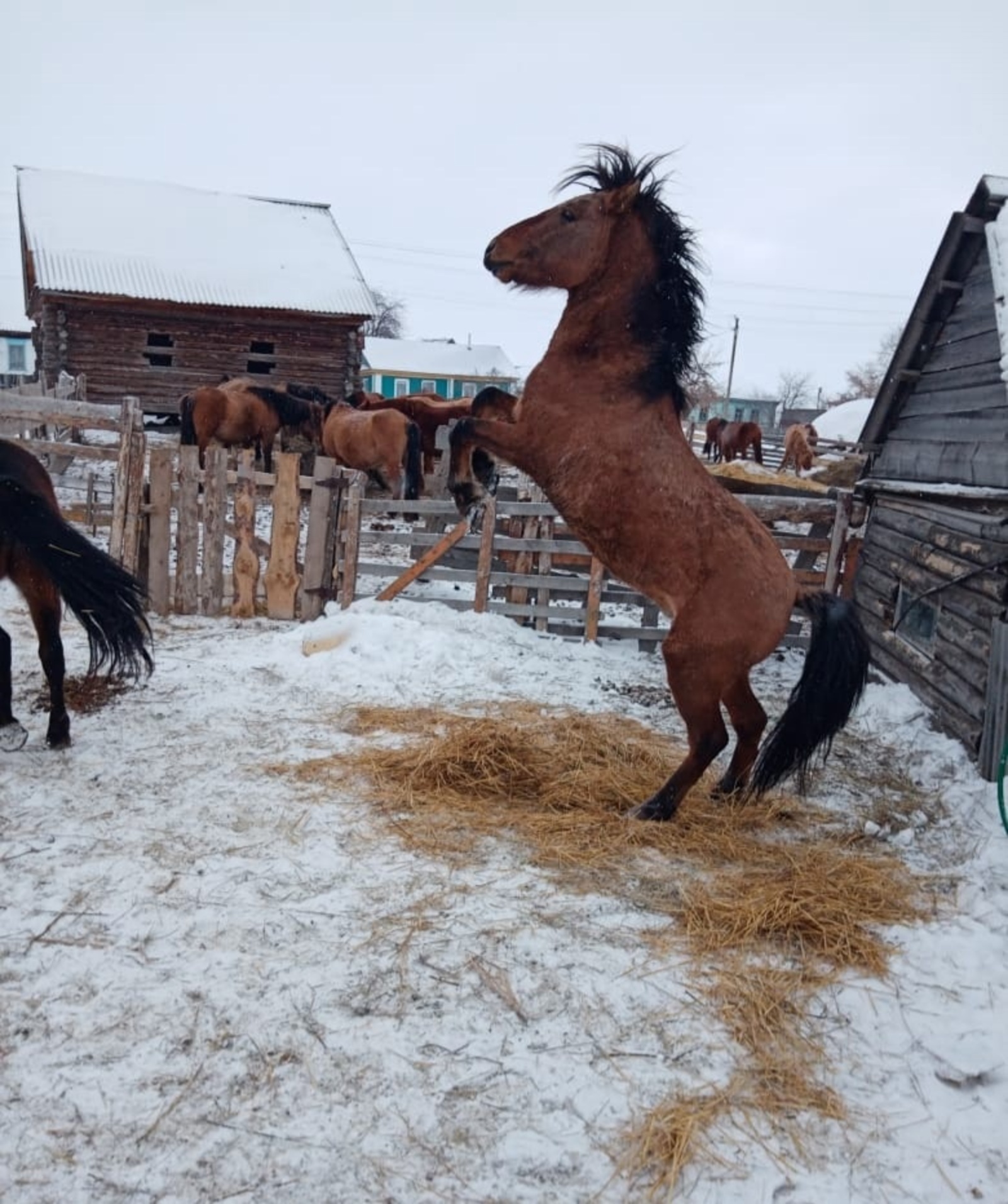 Ат итеме, йылҡыныҡымы?