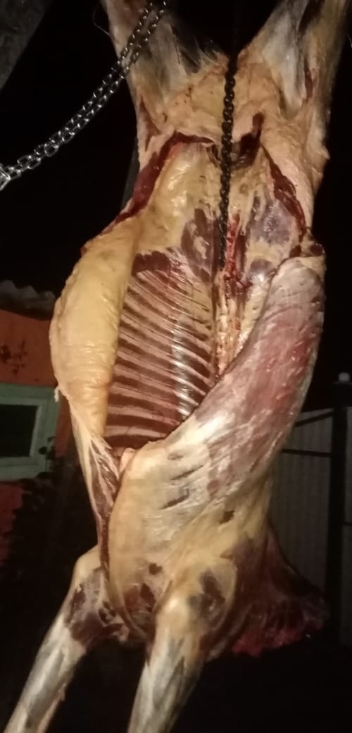 Йылҡы итенең файҙаһы нимәлә?