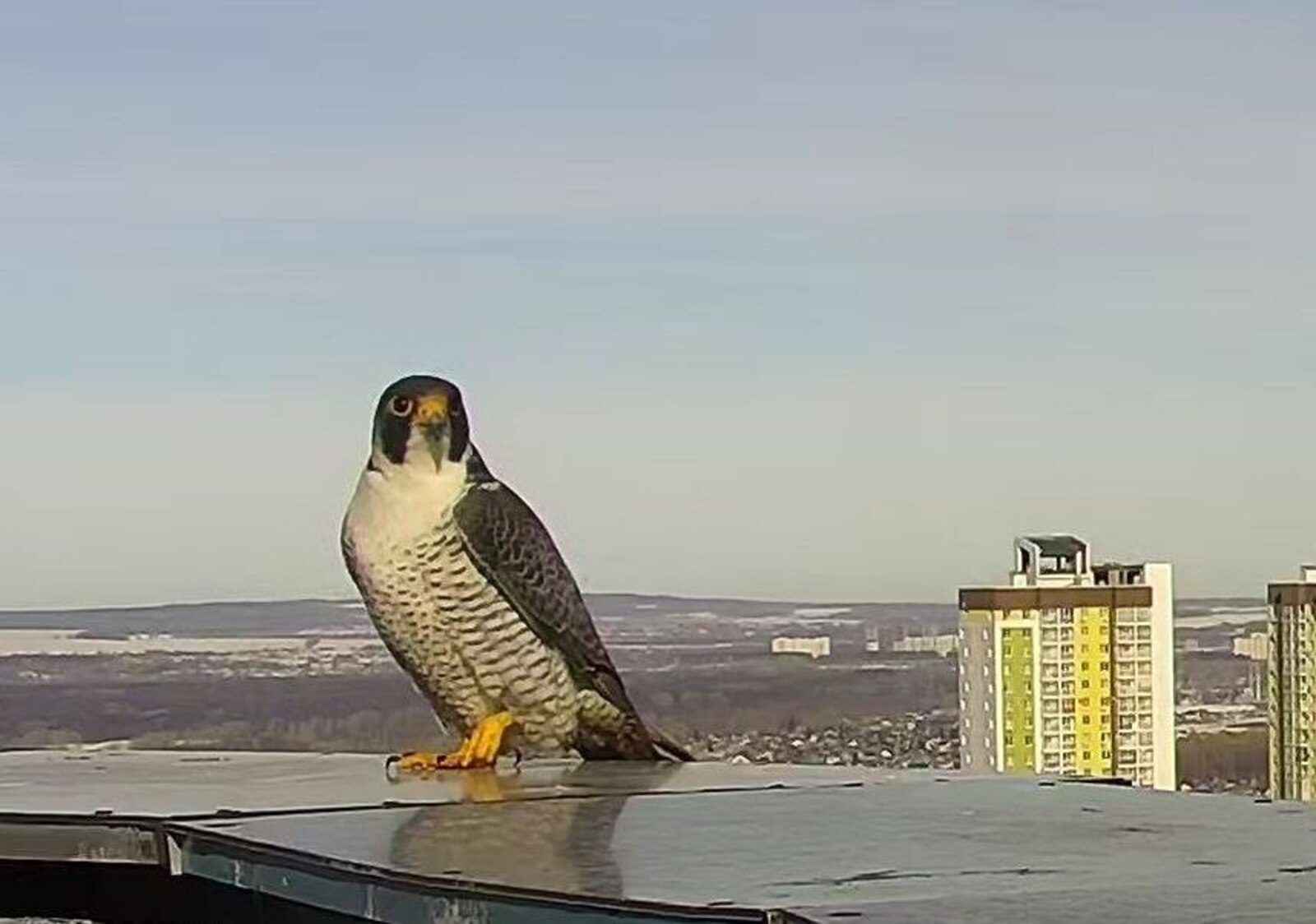 Ыласындар ҡайтҡан