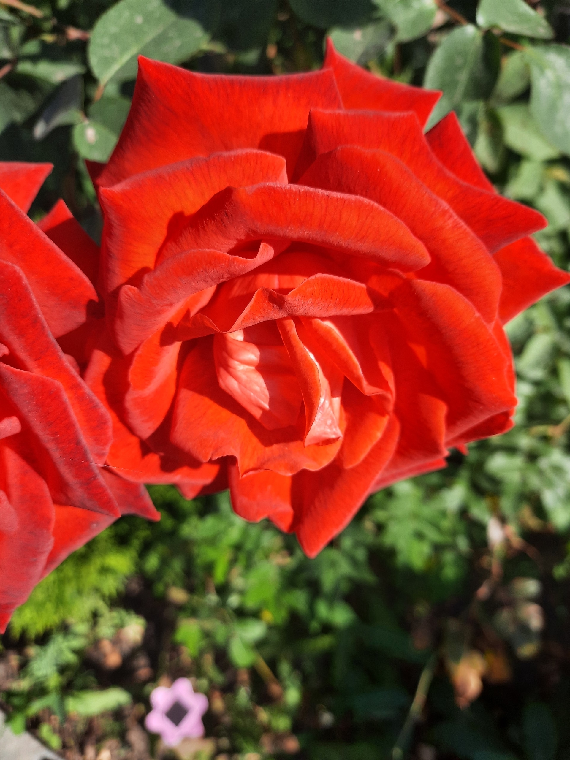 Баҡсамда - рауза сәскәләре