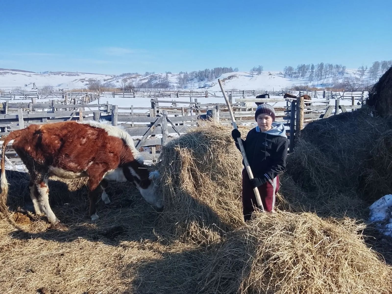 Баязит малдар ҡараша