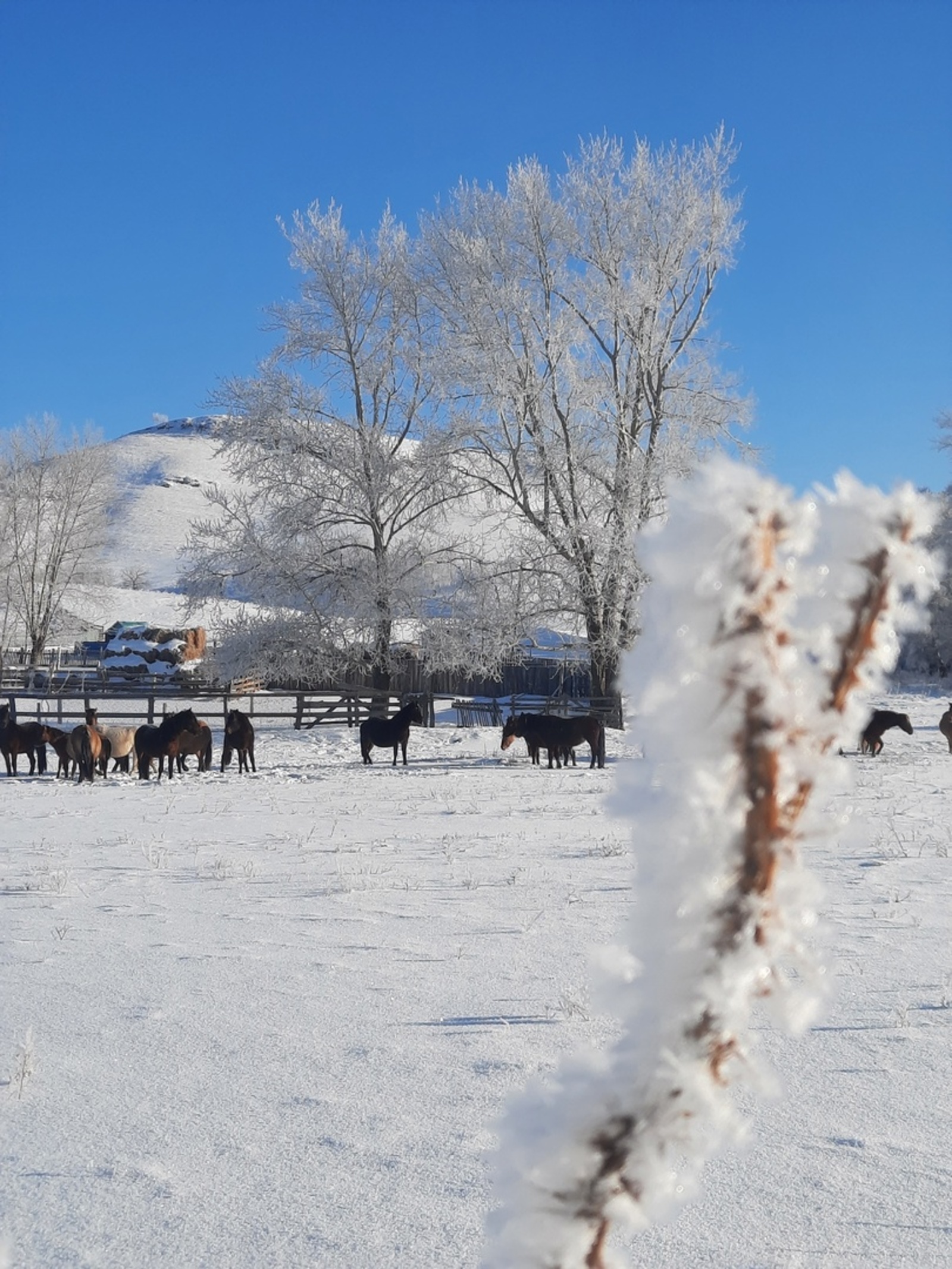 Быйыл яҙ иртә килерме?