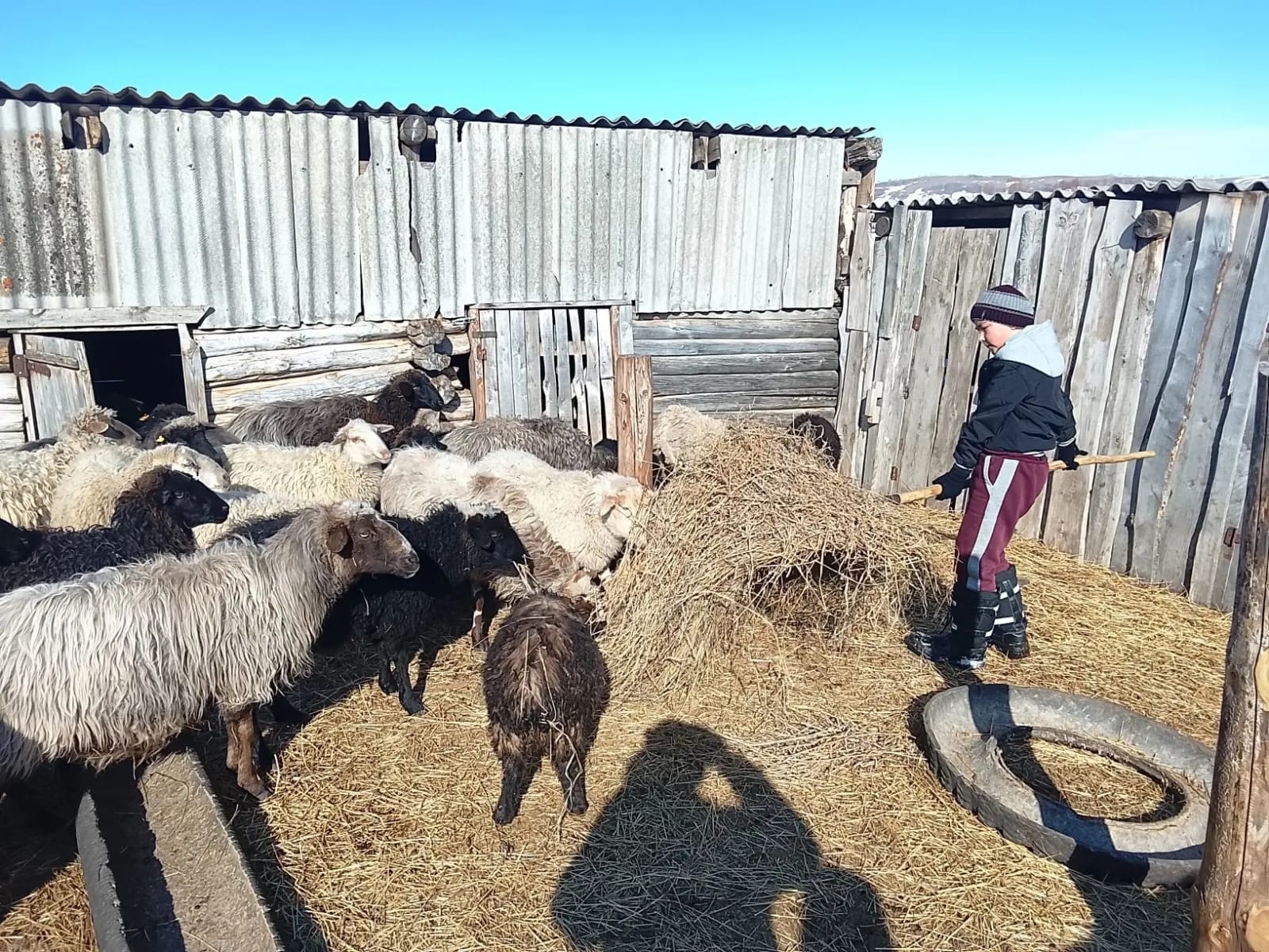 Баязит малдар ҡараша