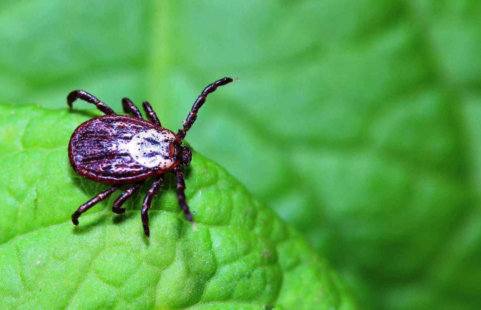 Һаҡ булығыҙ: талпан!