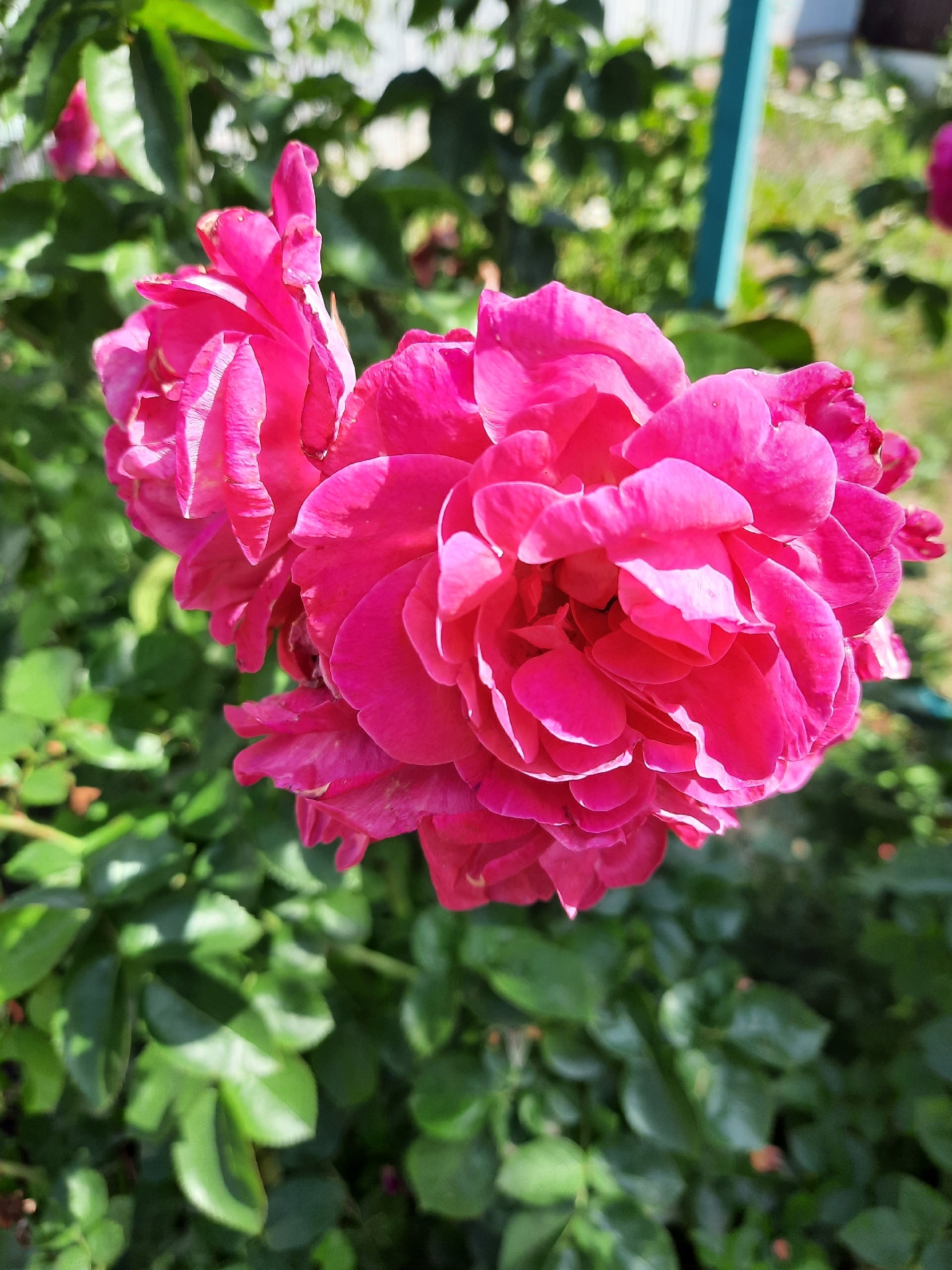 Баҡсамда - рауза сәскәләре