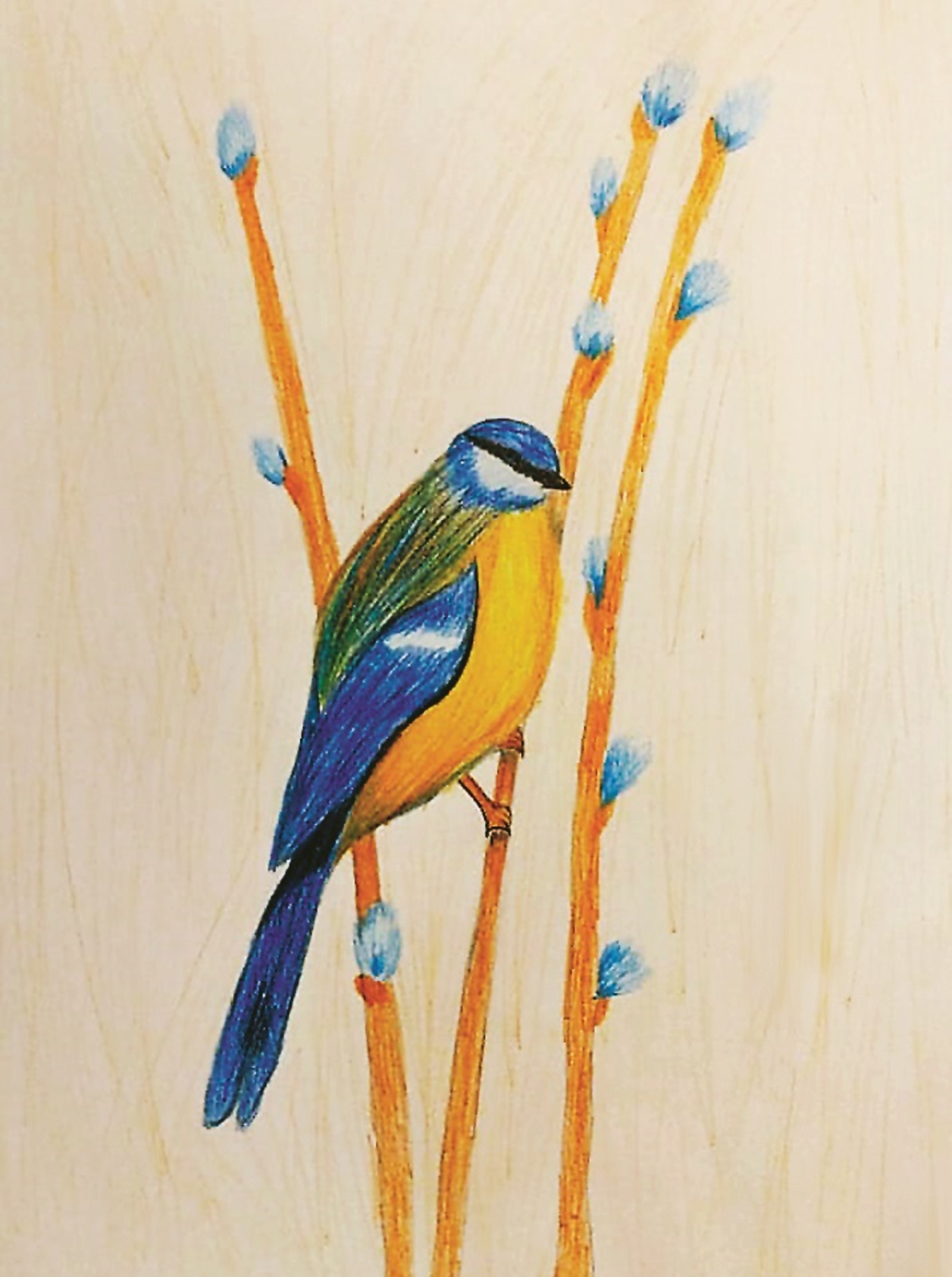 Ҡарабаш турғай