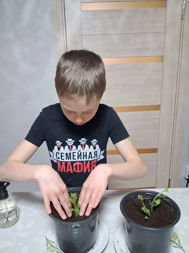 Илшат үҫентеләр сәсә